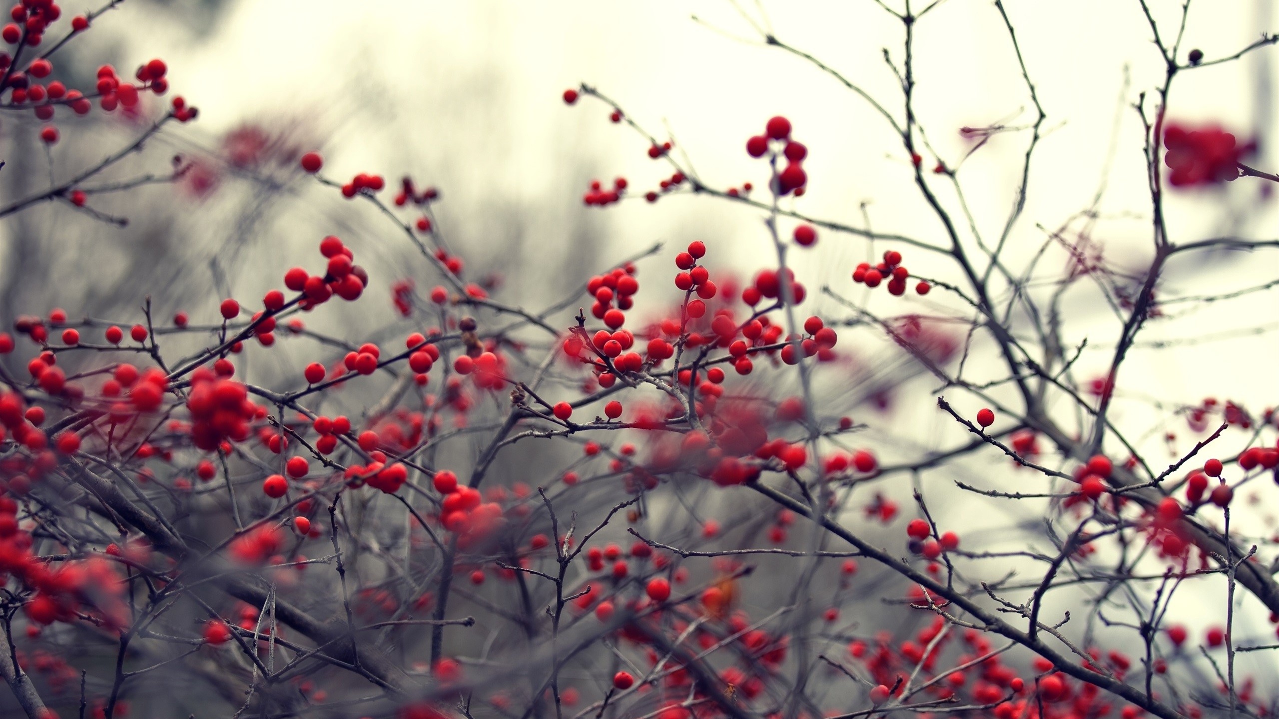 berries, branch, nature, plants, twigs, HD Wallpaper