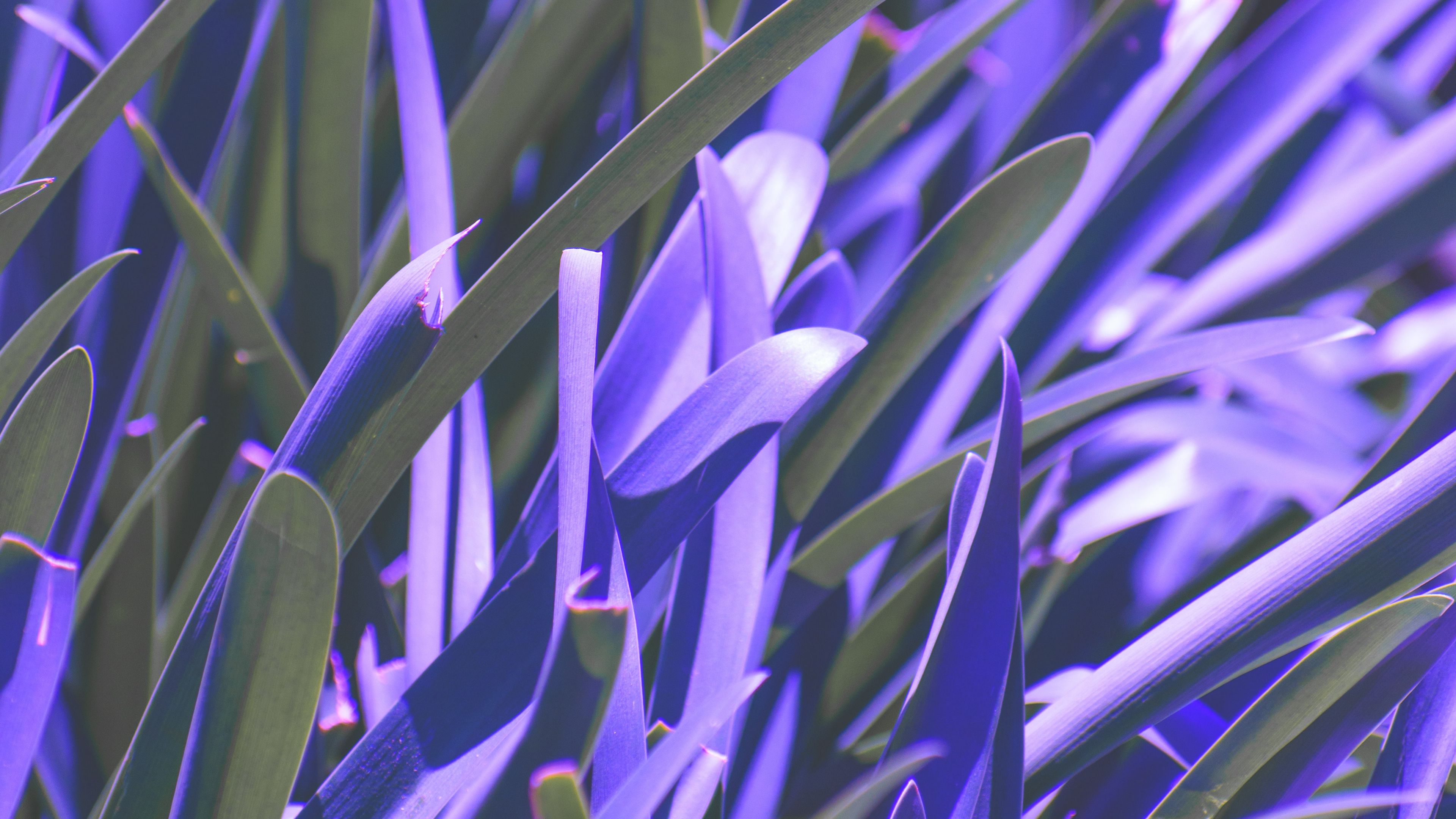 leaves, plant, purple, macro, blur, 4k, HD Wallpaper