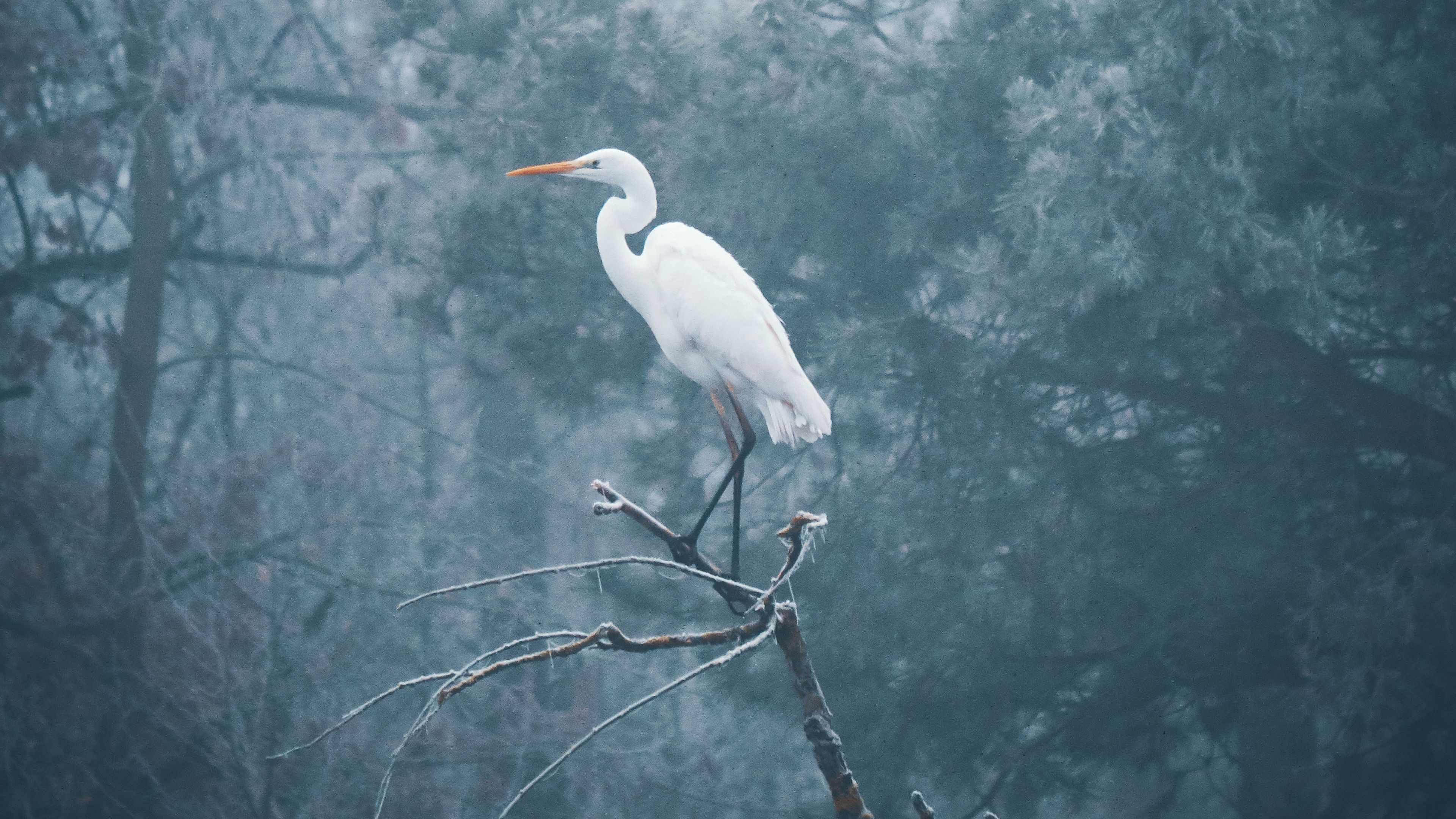 heron, bird, branch, fog, 4k, HD Wallpaper