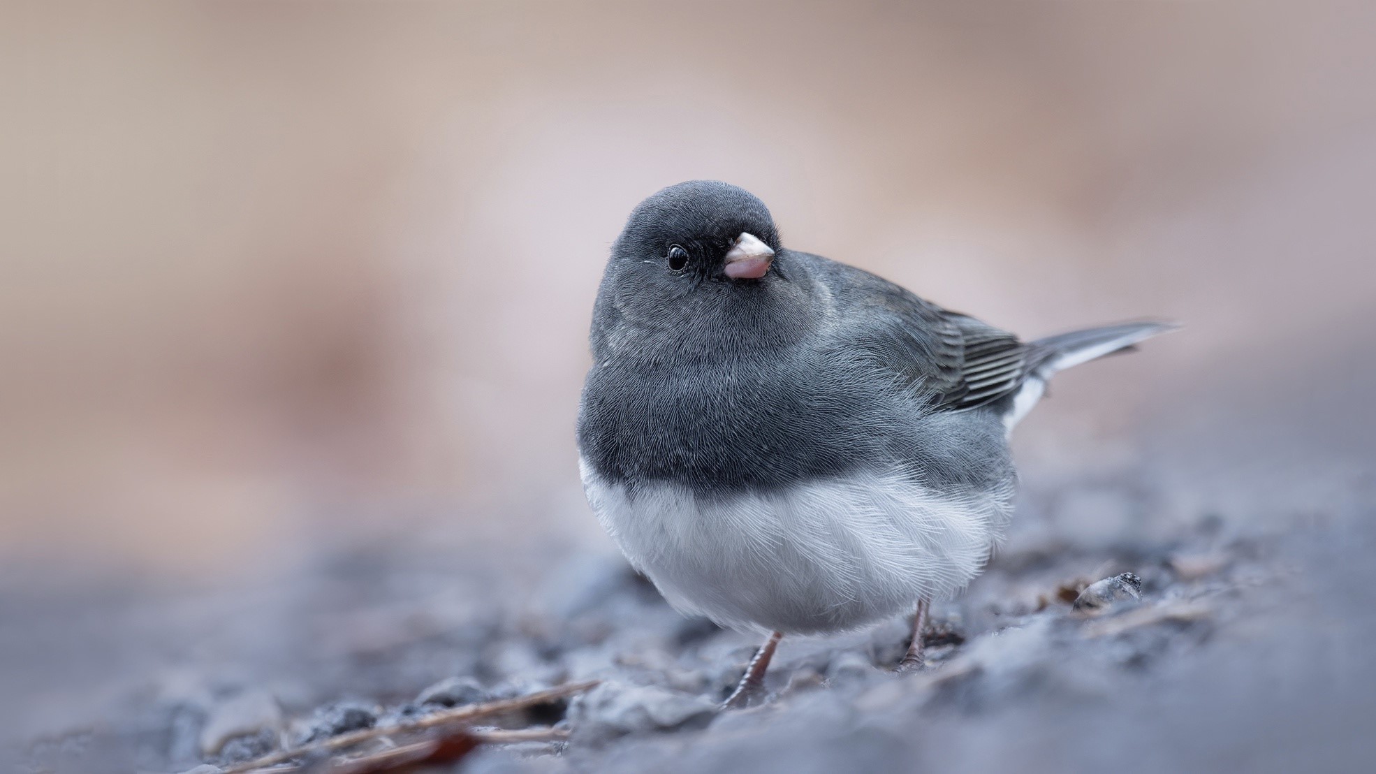 animals, birds, bokeh, HD Wallpaper