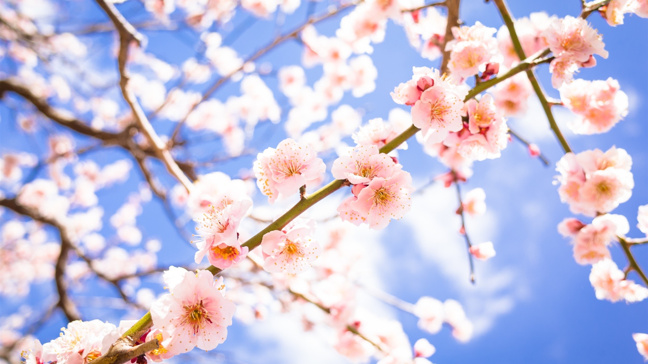 nature, blossom, sky blue, plants, flowers, twigs, colorful, HD Wallpaper