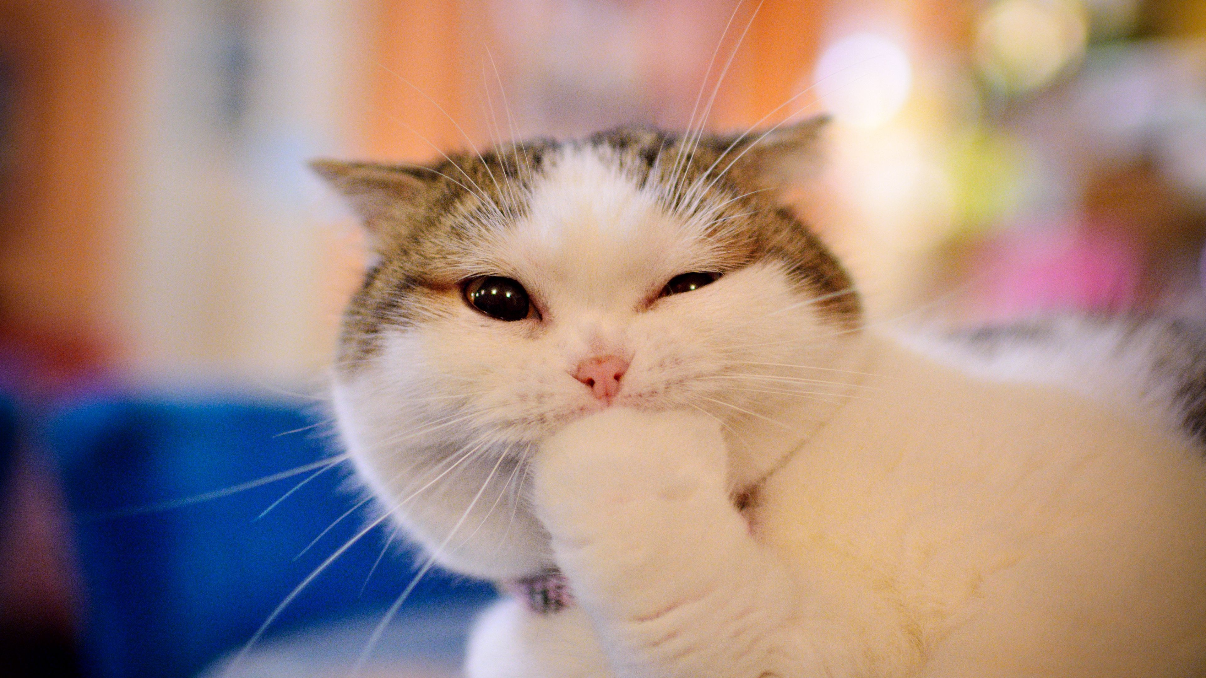 cat, emotions, cute, paw, muzzle, 4k, HD Wallpaper