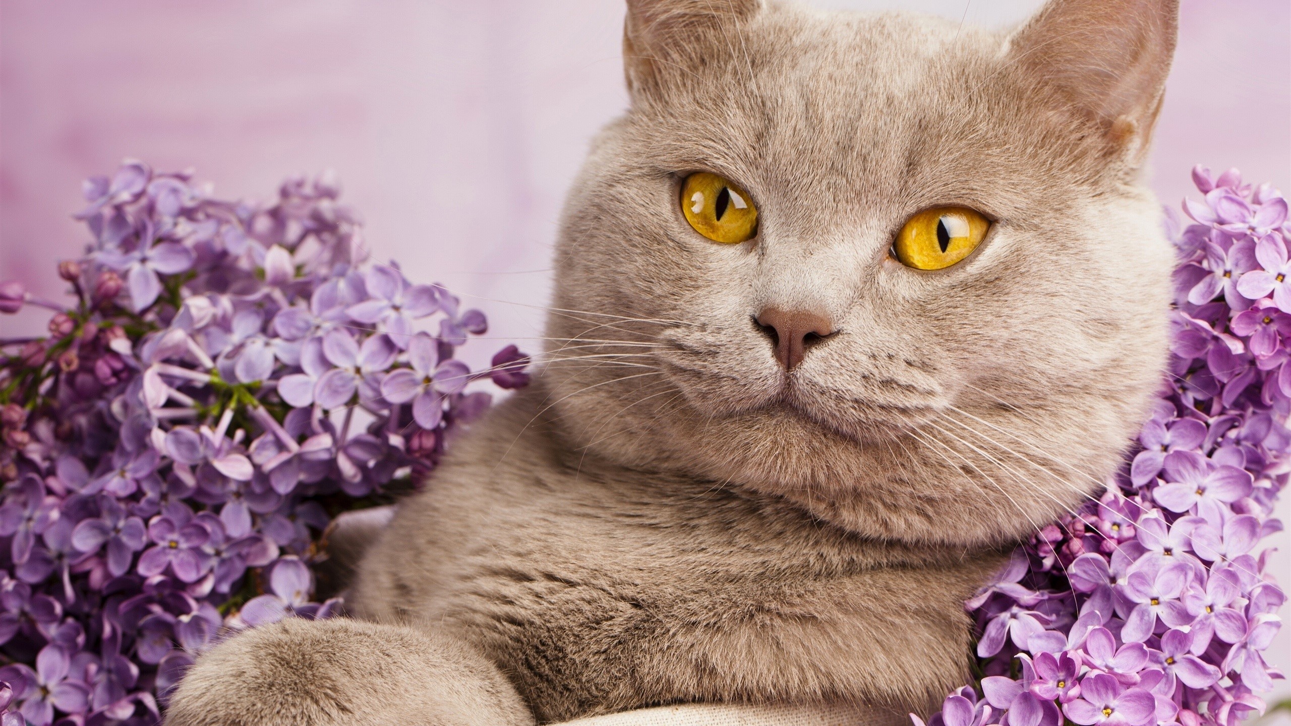 cats, animals, flowers, nature, HD Wallpaper