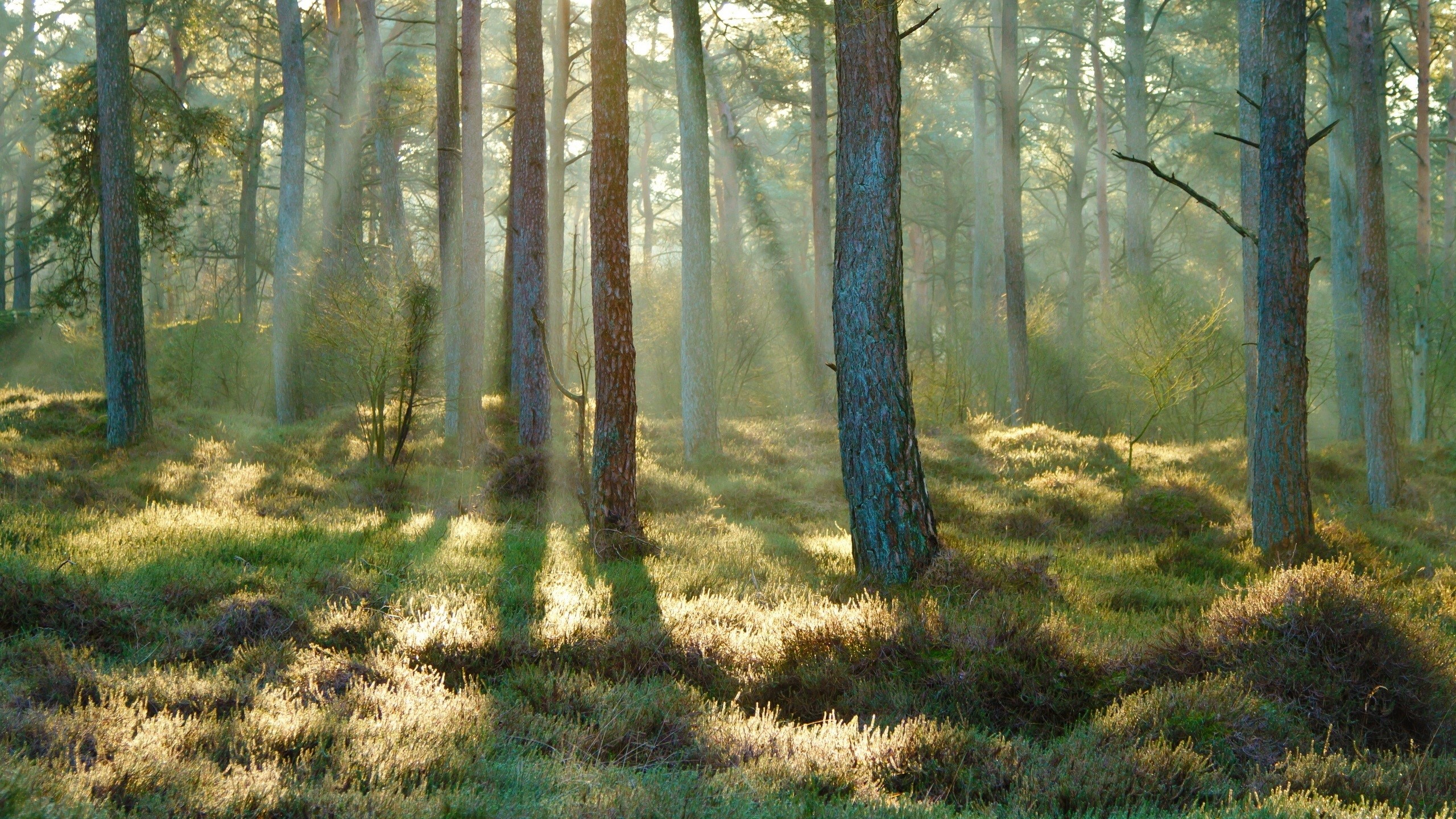 nature, grass, trees, forest, HD Wallpaper