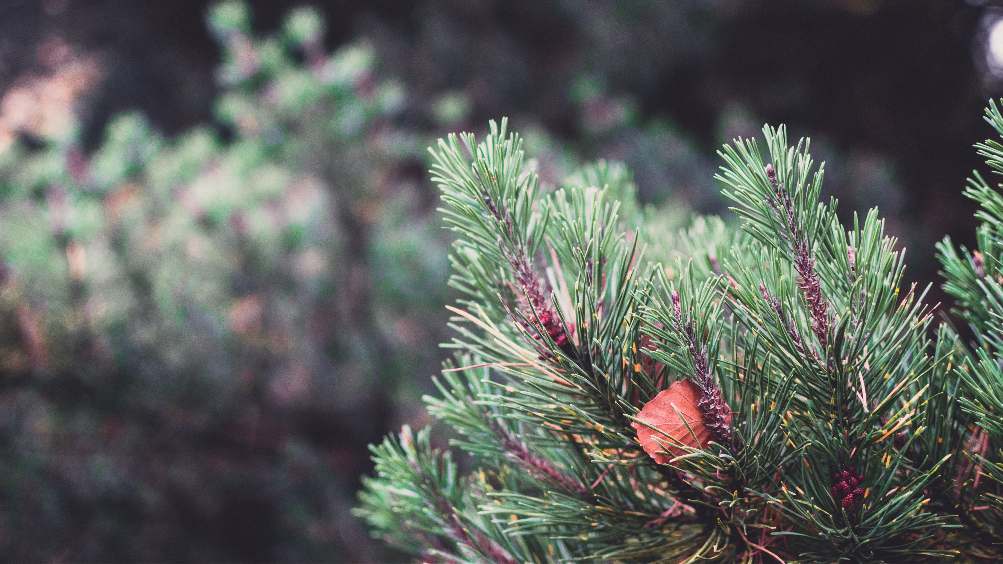 spruce, prickles, sheet, macro, blur, 4k, HD Wallpaper