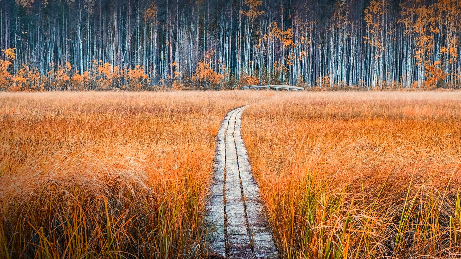 path, fall, forest, Sweden, plants, grass, HD Wallpaper