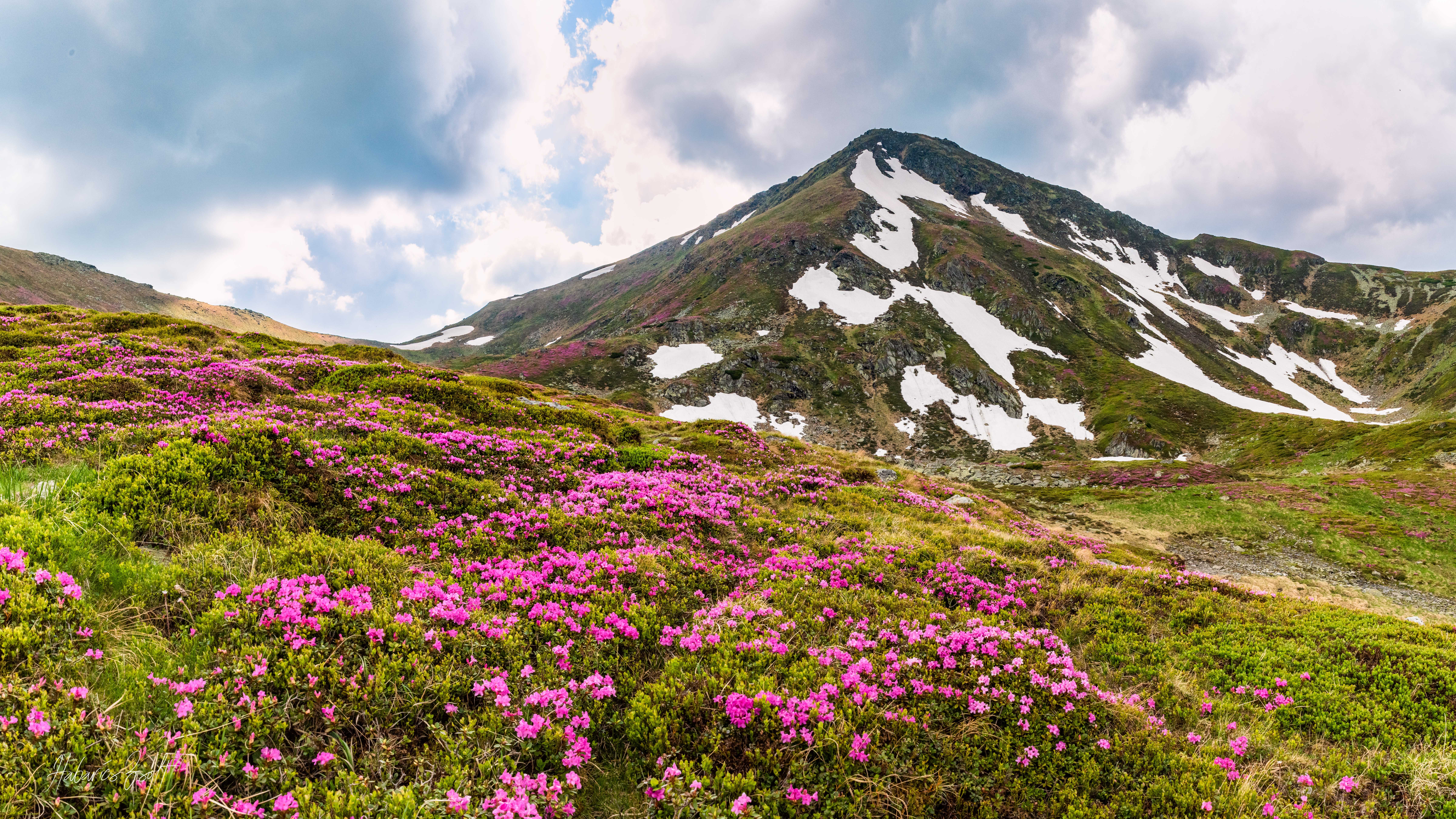 Romania, landscape, flowers, mountains, HD Wallpaper