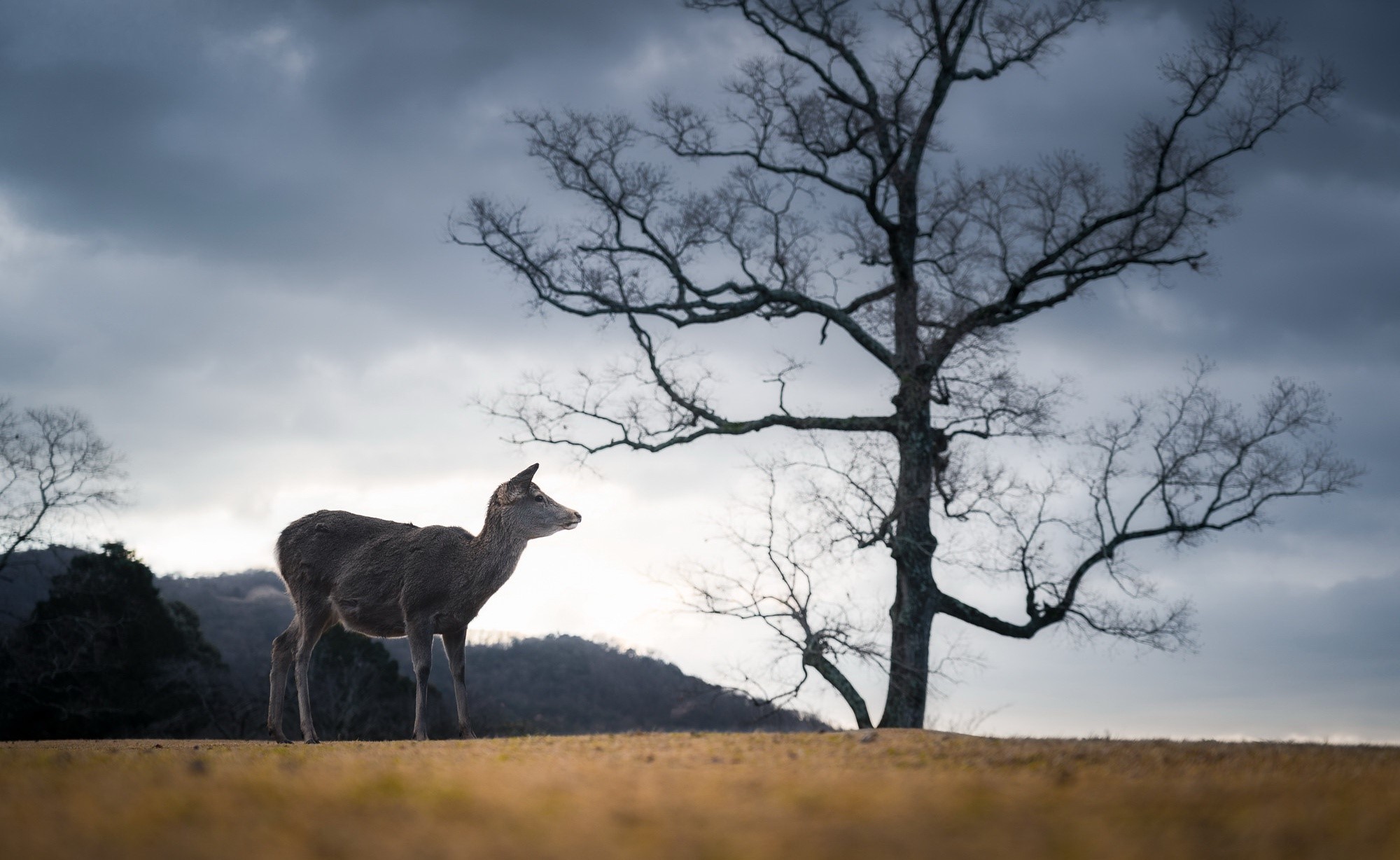 animals, Japan, outdoors, mammals, trees, deer, overcast, HD Wallpaper