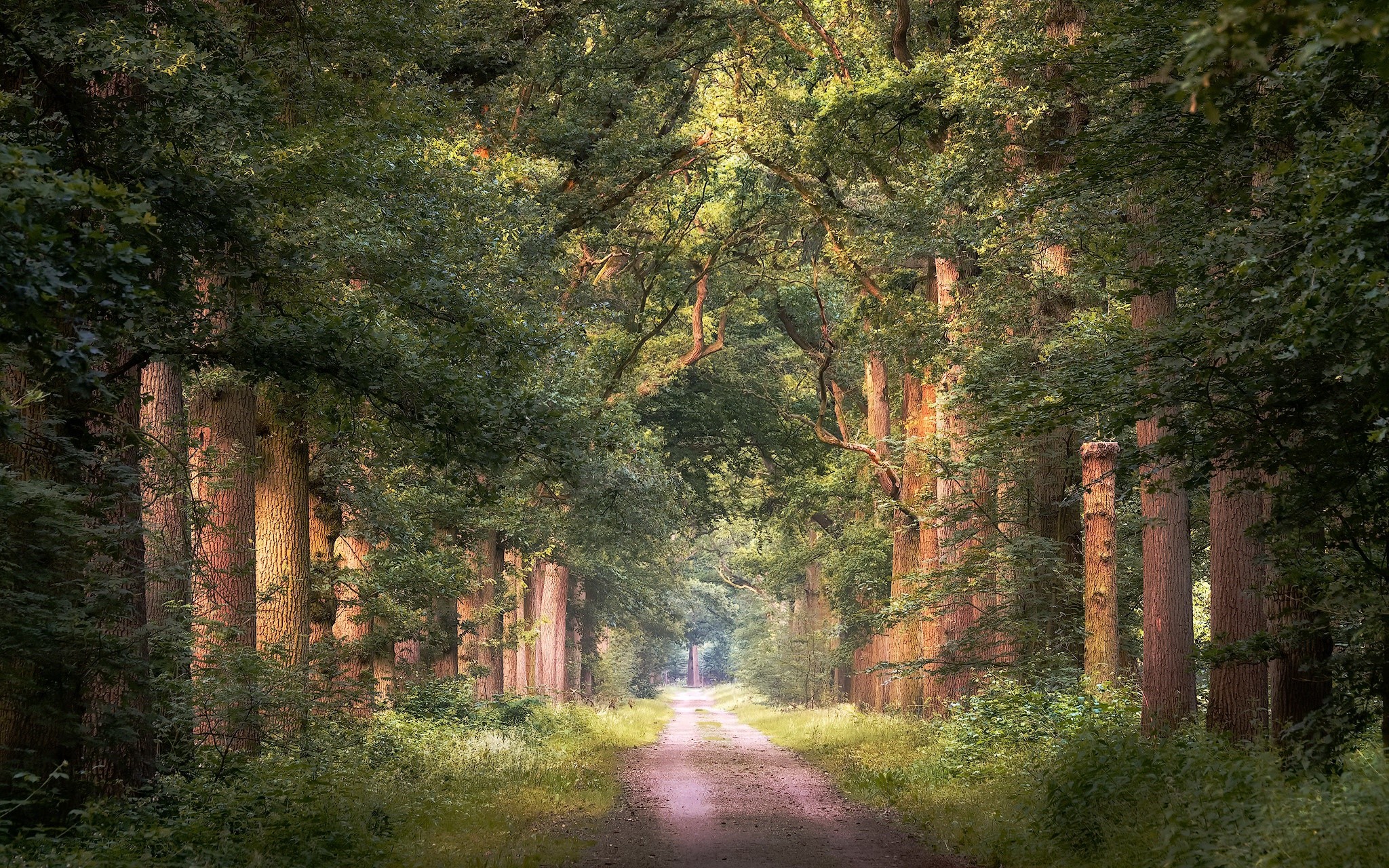 dirt road, trees, outdoors, nature, HD Wallpaper