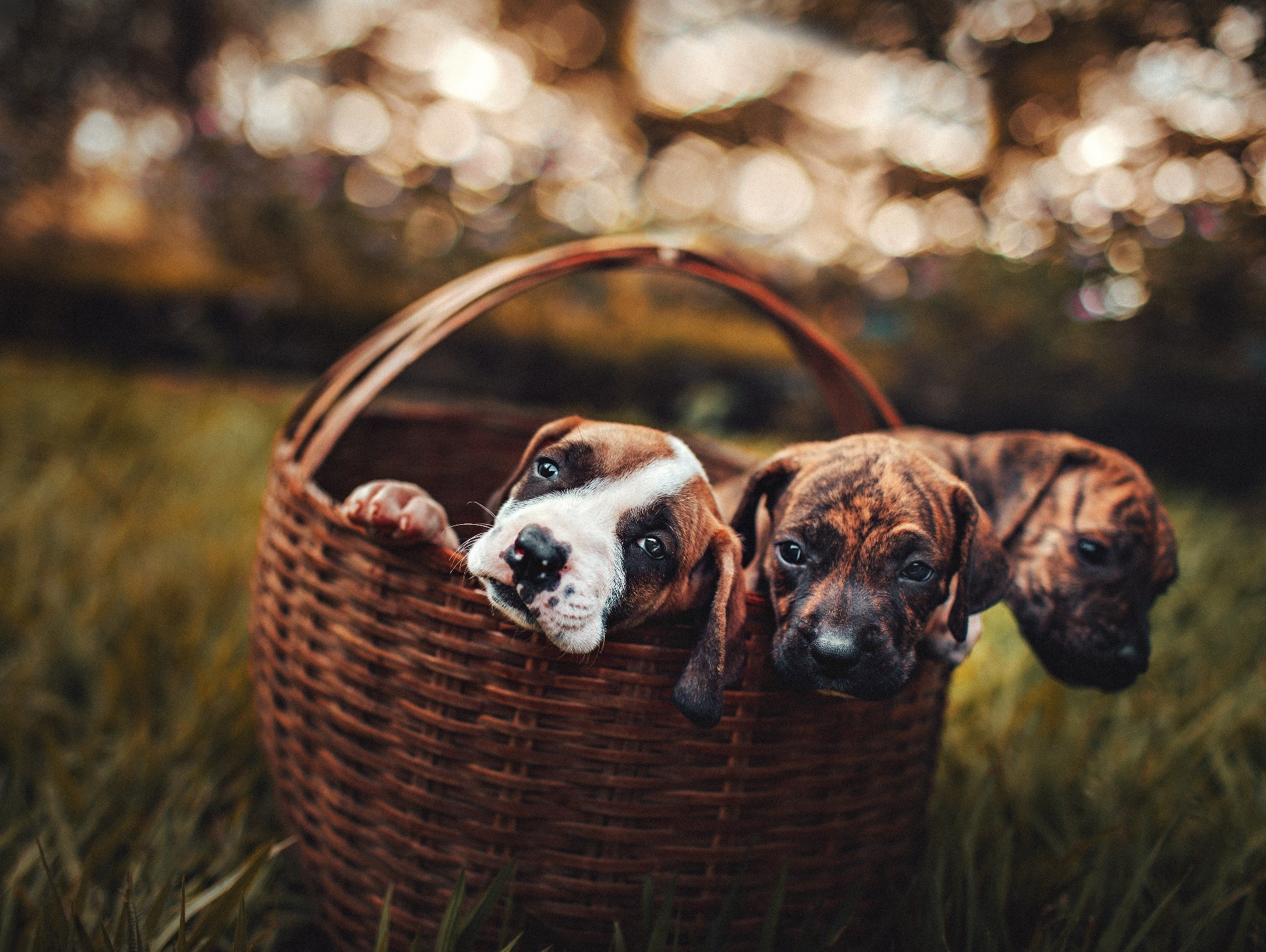 baskets, dog, outdoors, animals, mammals, puppies, HD Wallpaper