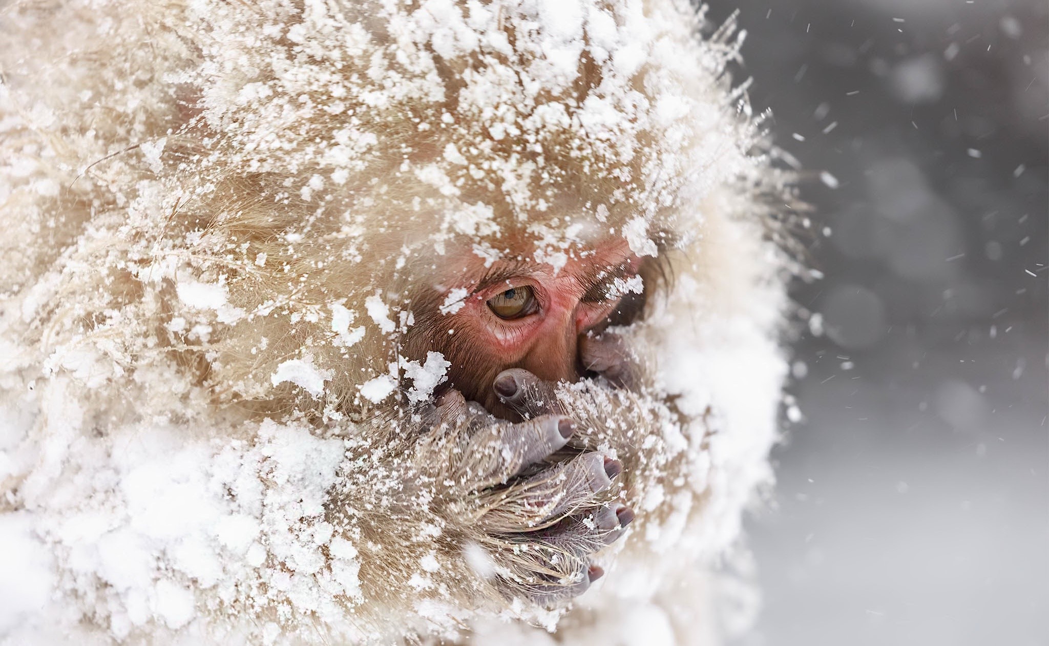 cold, ice, snow, monkey, animals, mammals, HD Wallpaper