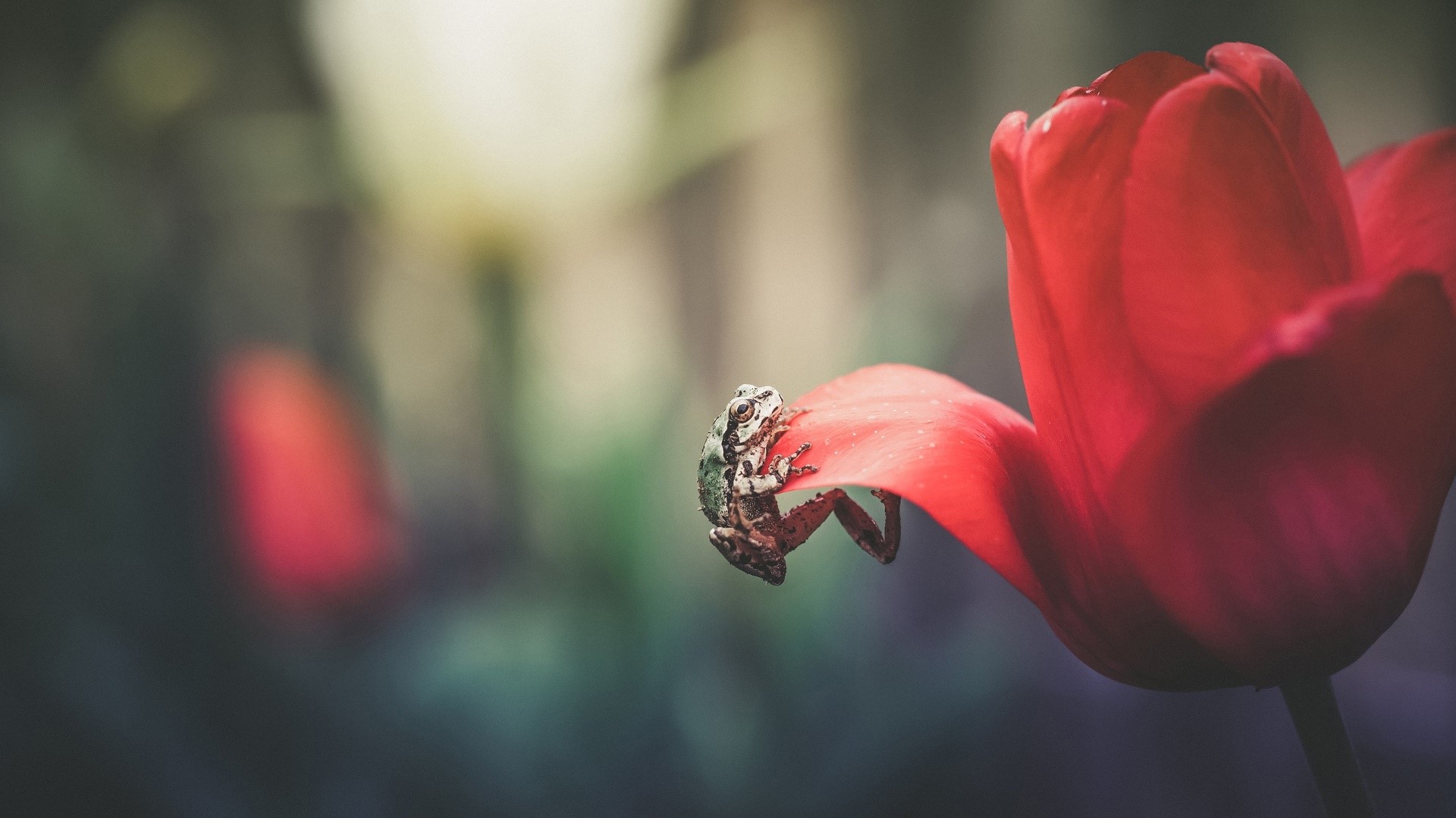 amphibian, frog, flowers, red flowers, plants, animals, tulips, HD Wallpaper