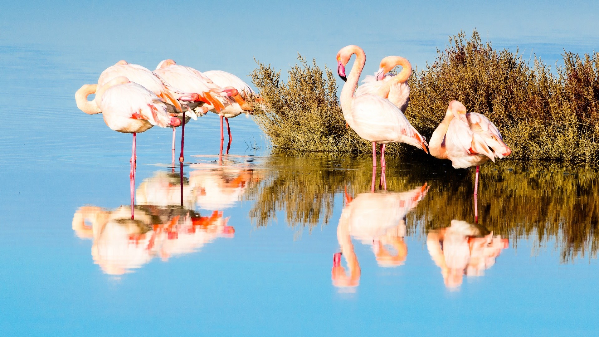 flamingos, animals, nature, water, reflection, birds, HD Wallpaper
