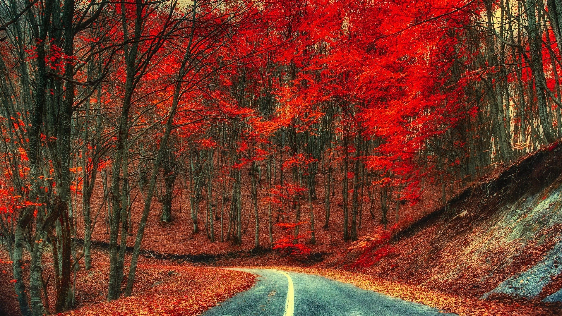 trees, road, nature, landscape, fall, HD Wallpaper