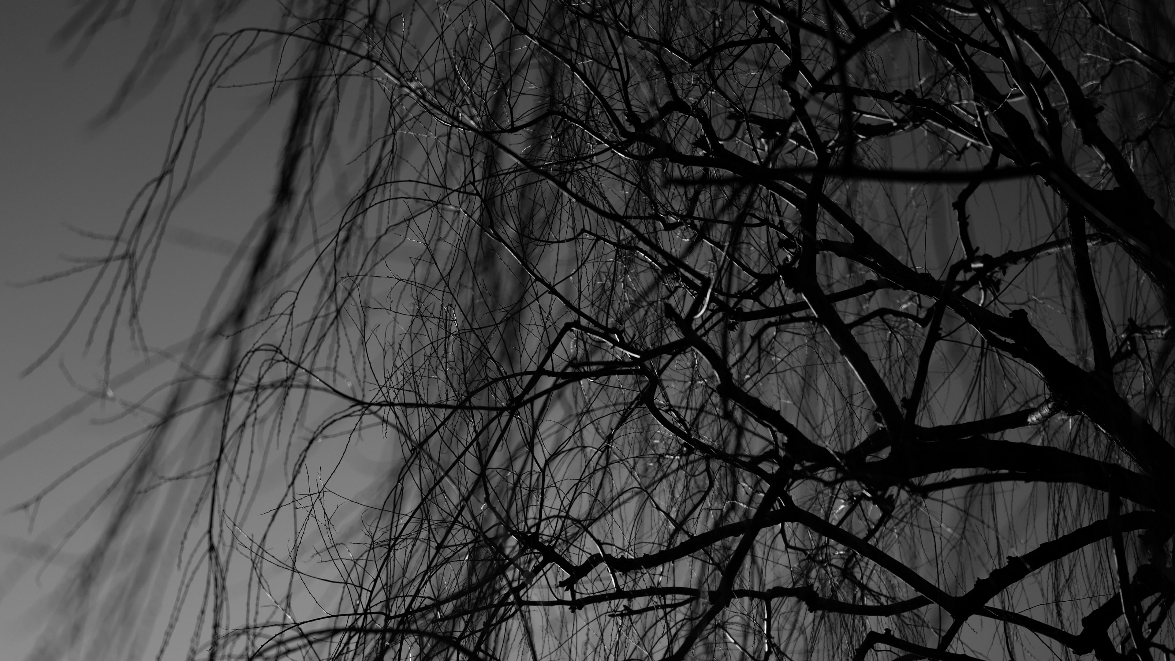 branches, bw, tree, dark, 4k, HD Wallpaper