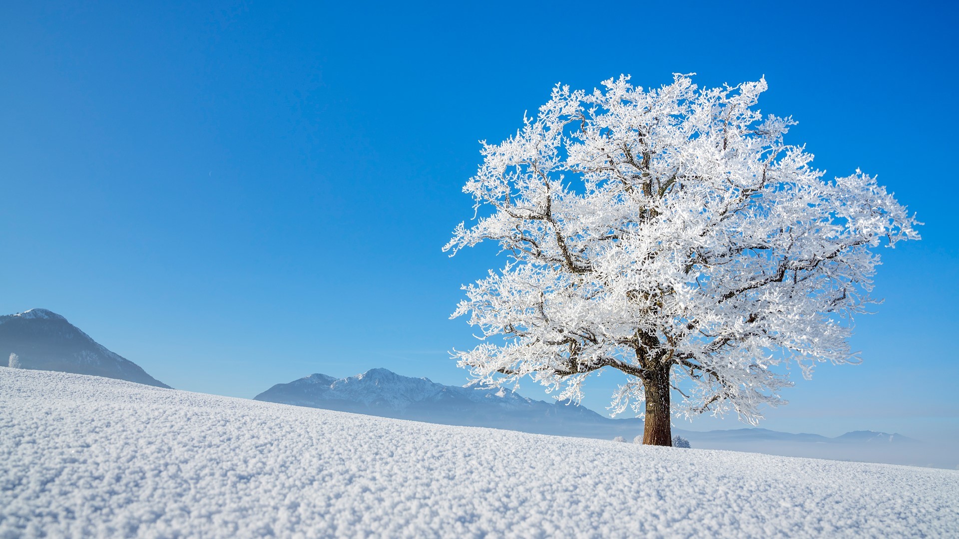 nature, landscape, trees, snow, winter, HD Wallpaper