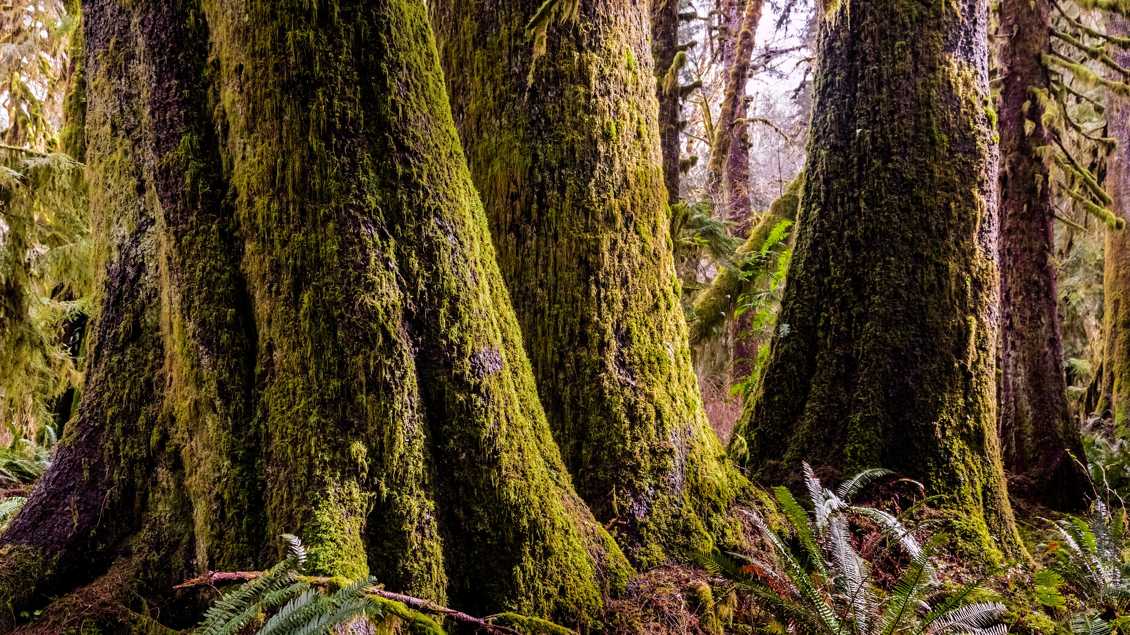 trees, plants, nature, green, HD Wallpaper