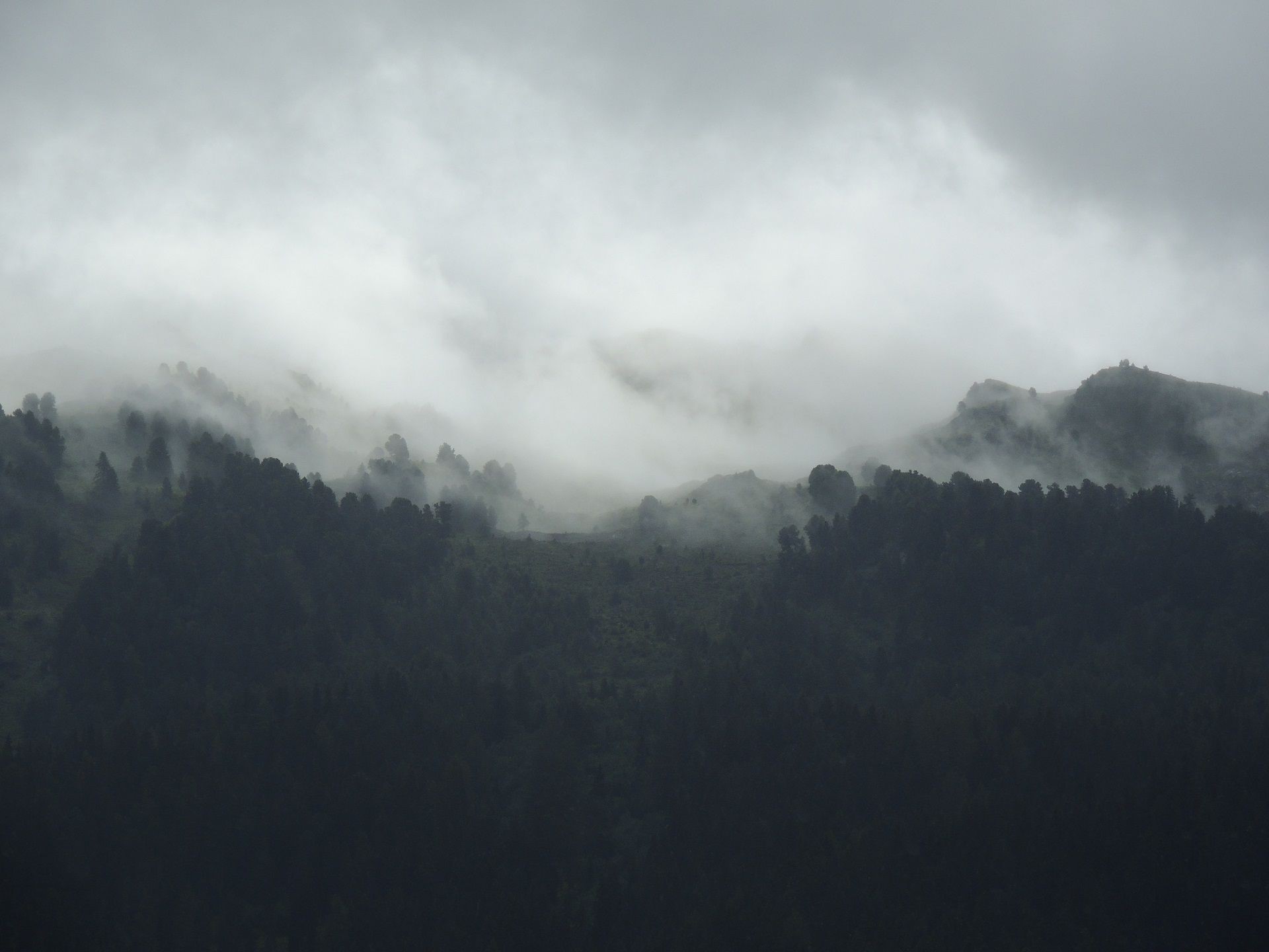 landscape, mist, forest, HD Wallpaper
