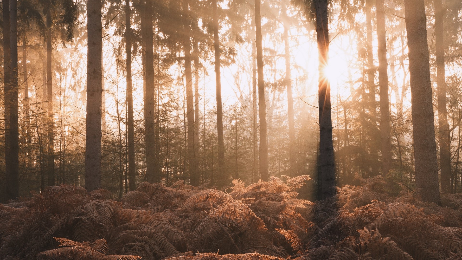 nature, landscape, forest, trees, sun rays, HD Wallpaper