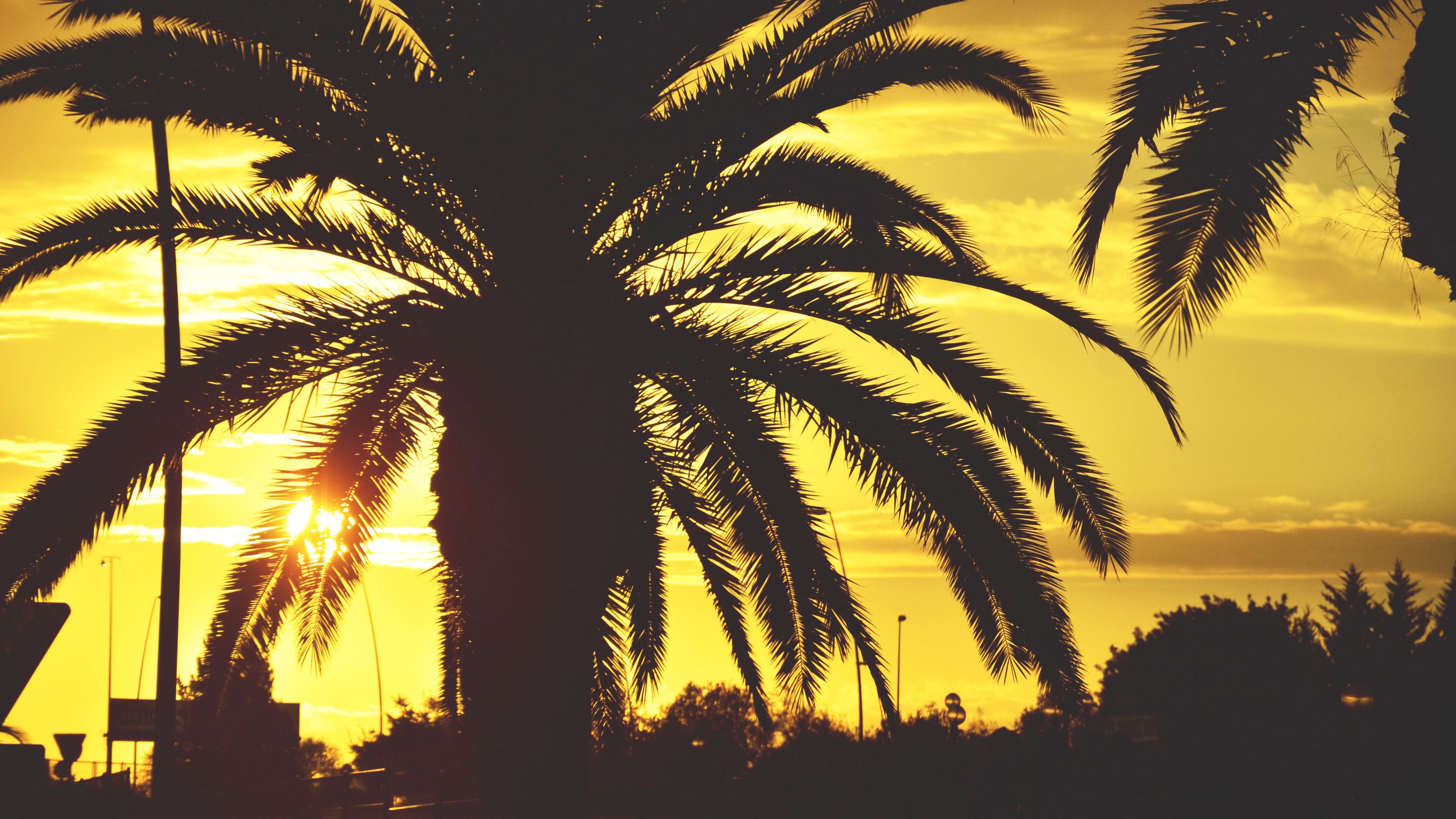 palm, sunset, sky, sunlight, tropics, 4k, HD Wallpaper