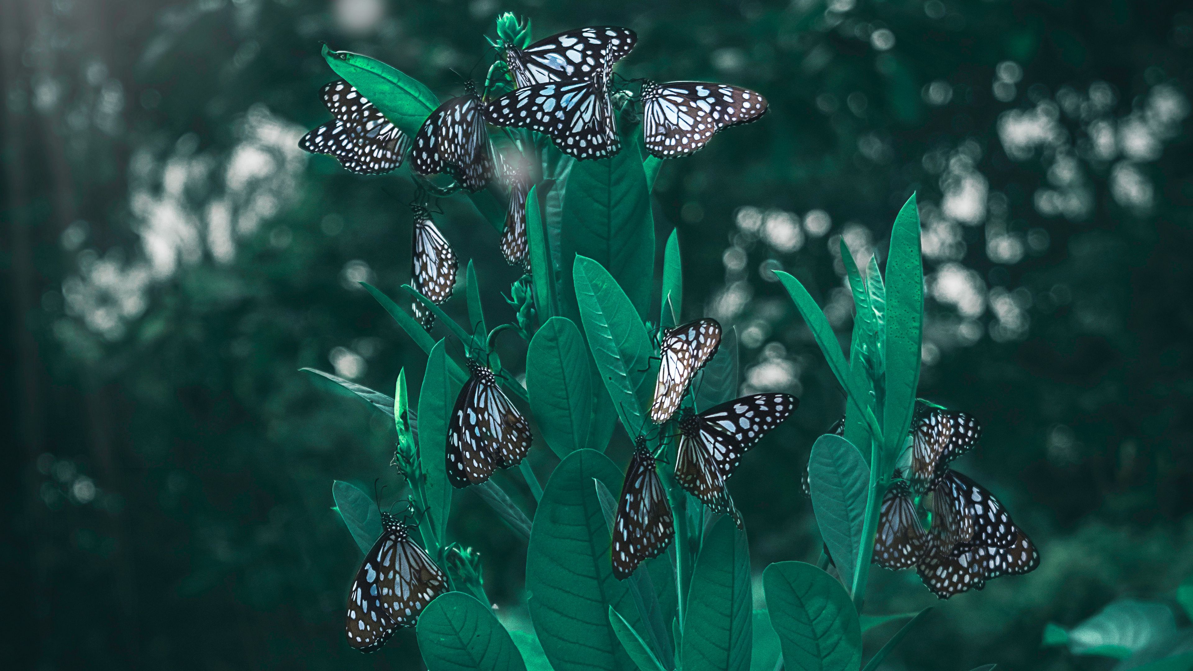 butterflies, leaves, plant, blur, 4k, HD Wallpaper