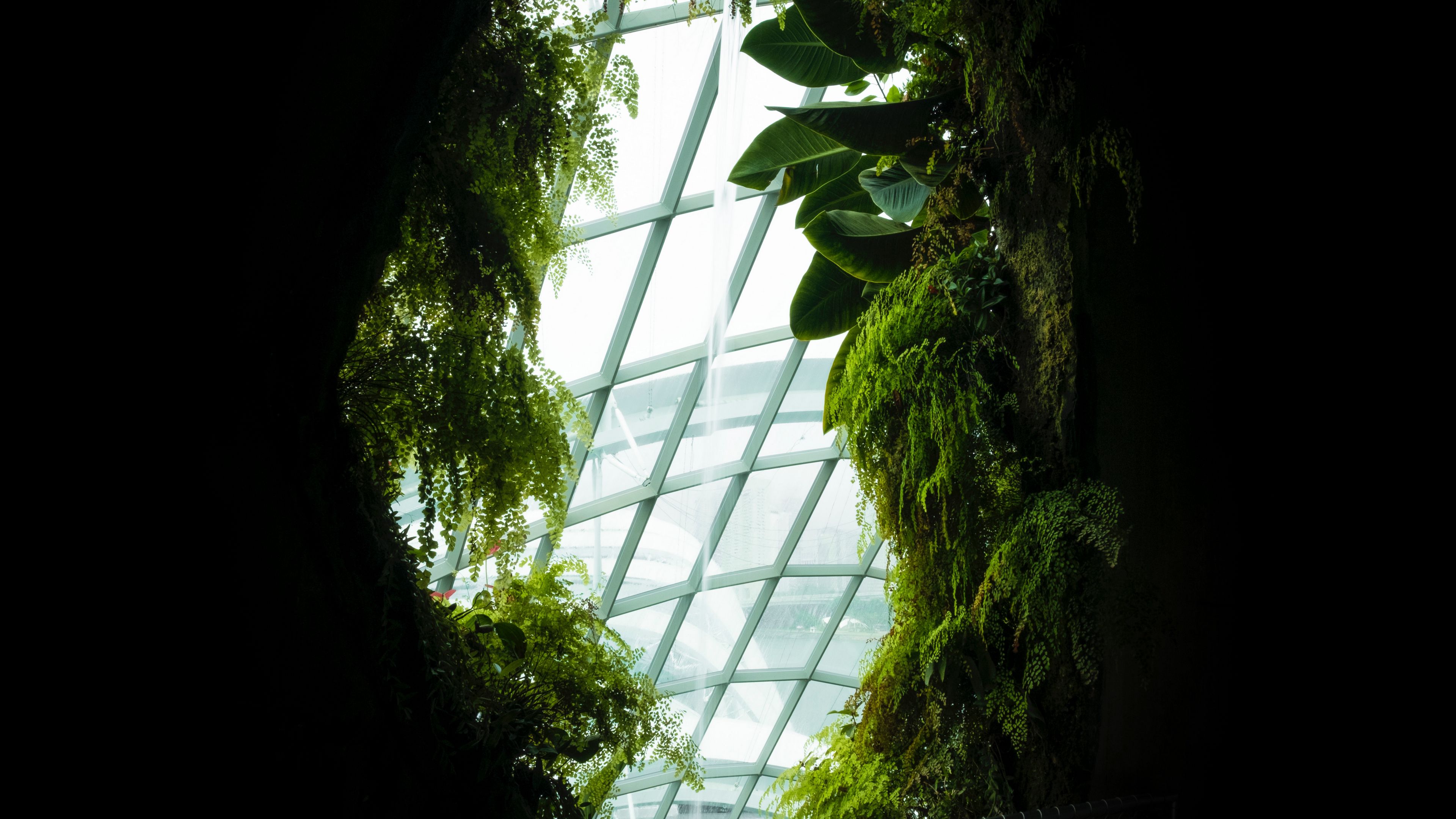 window, leaves, dark, plants, 4k, HD Wallpaper