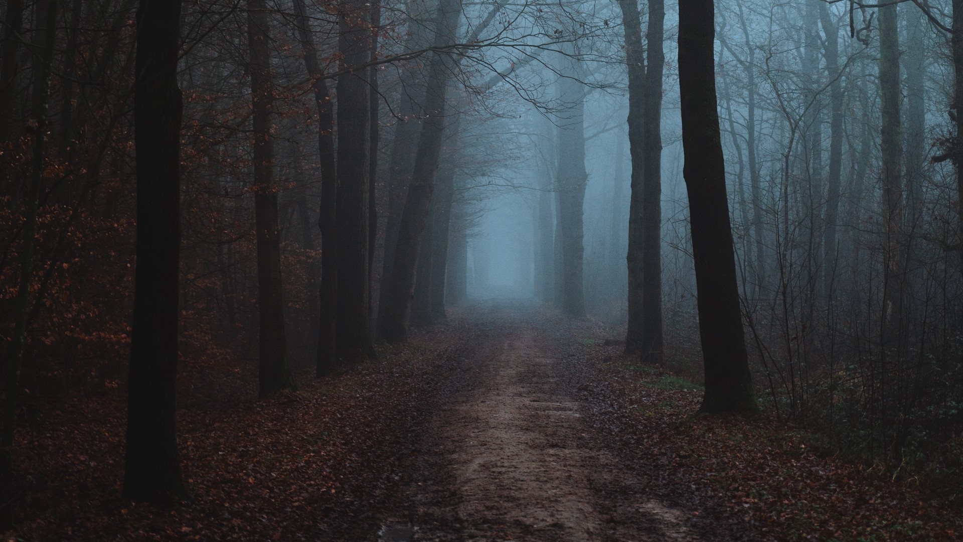 forest, mist, trees, path, leaves, fall, nature, outdoors, HD Wallpaper