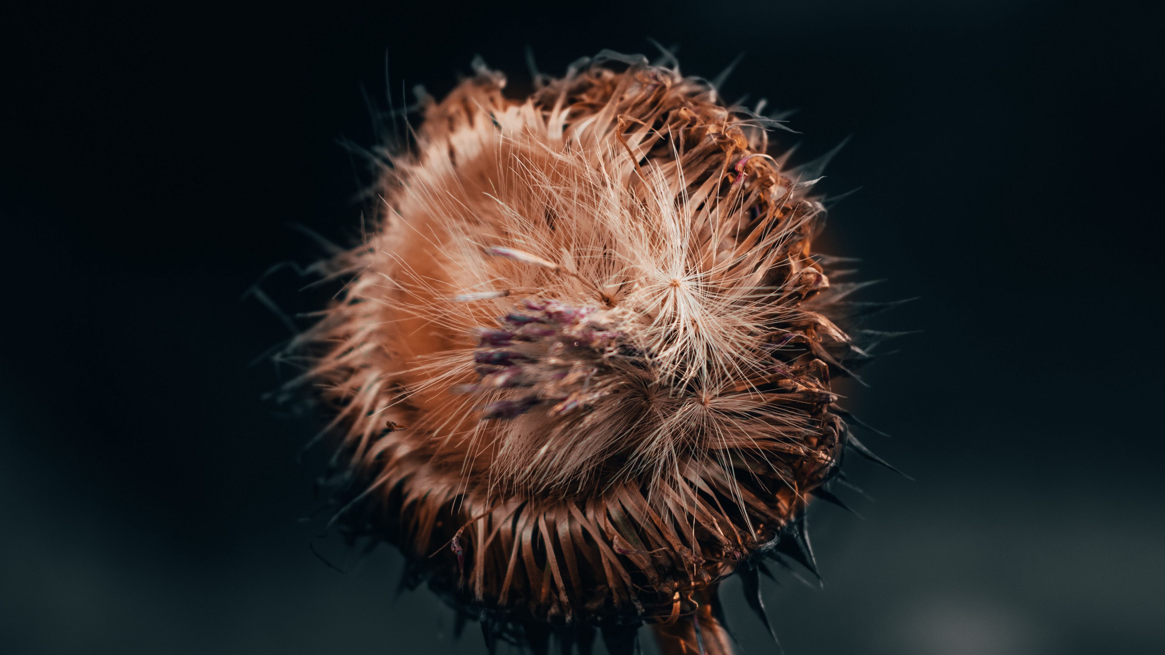 flower, fluff, macro, stem, 4k, HD Wallpaper