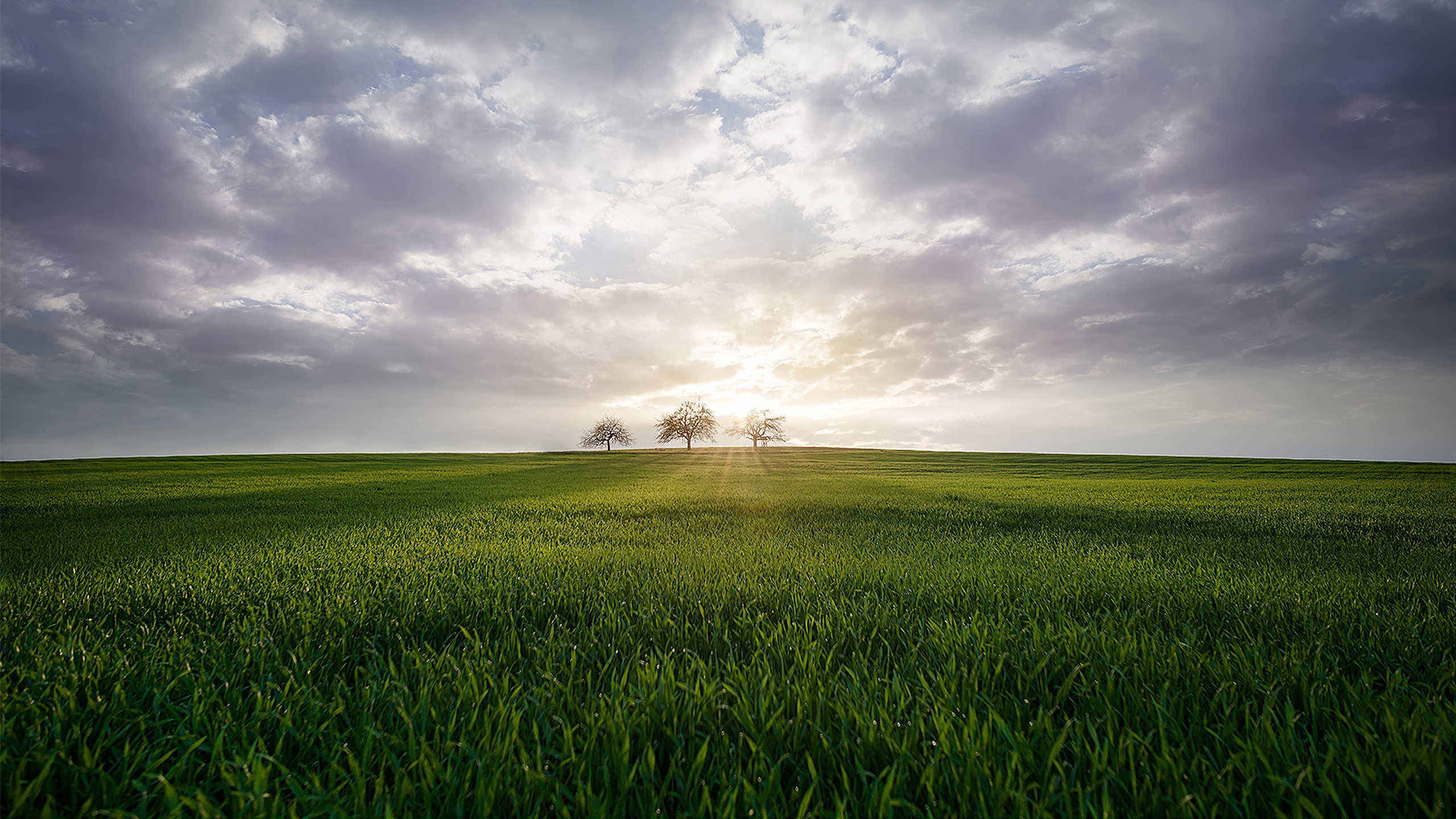 trees, green, grass, nature, field, steppe, landscape, HD Wallpaper