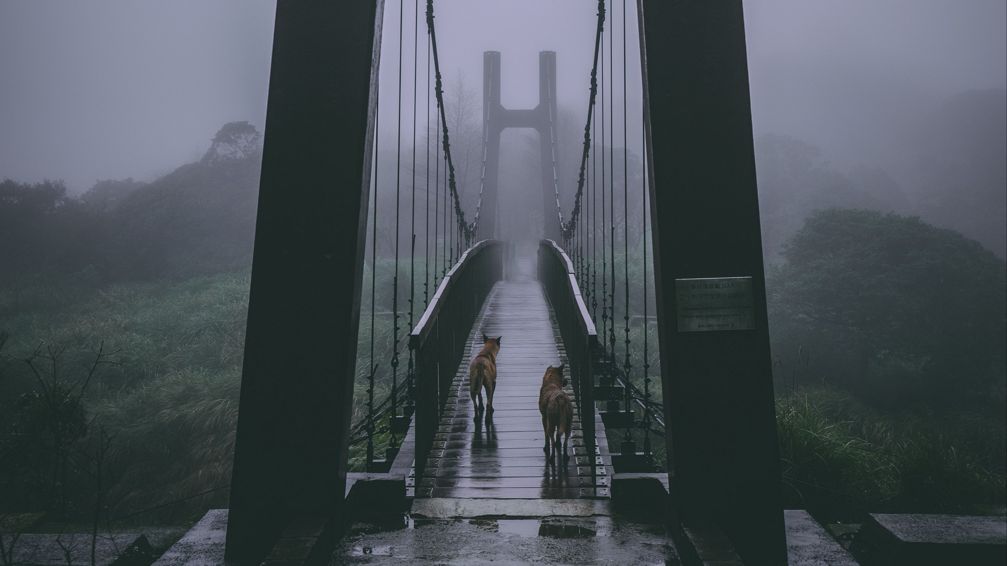 bridge, fog, dogs, overcast, 4k, HD Wallpaper