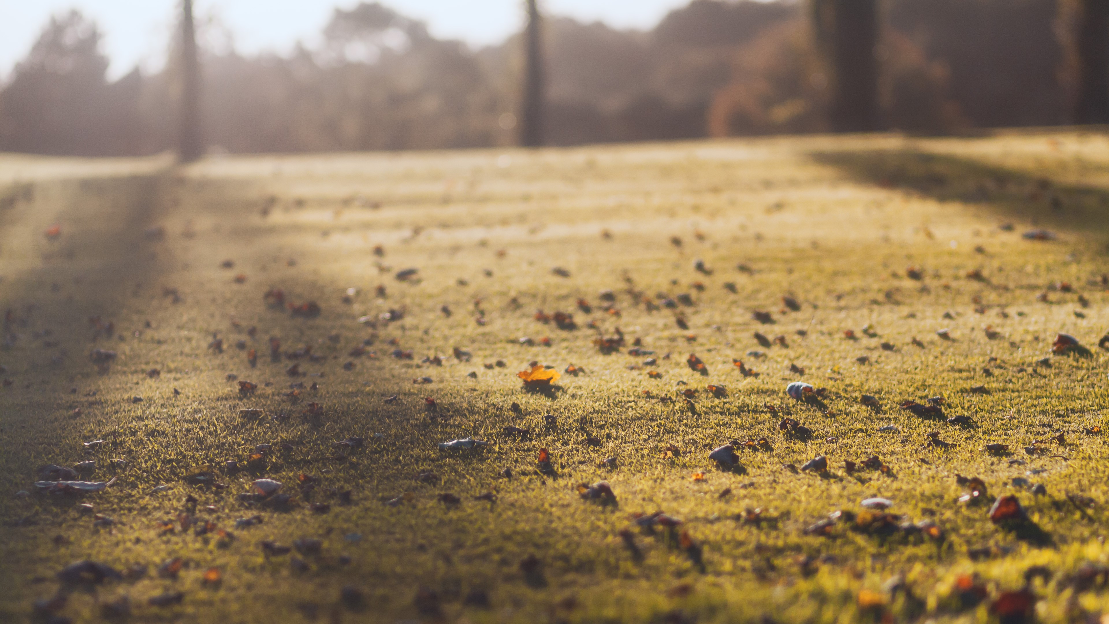 nature, leaves, fall, grass, HD Wallpaper