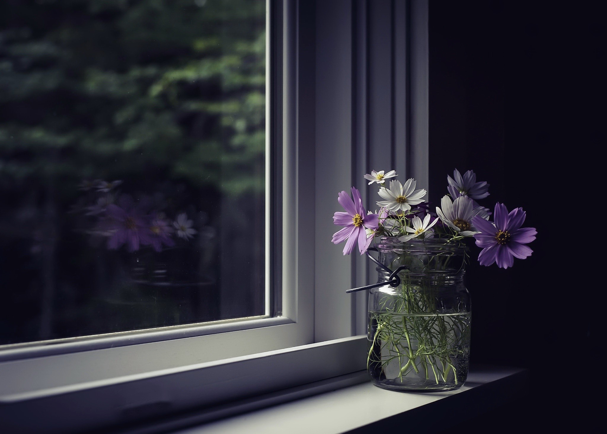 window, plants, flowers, HD Wallpaper