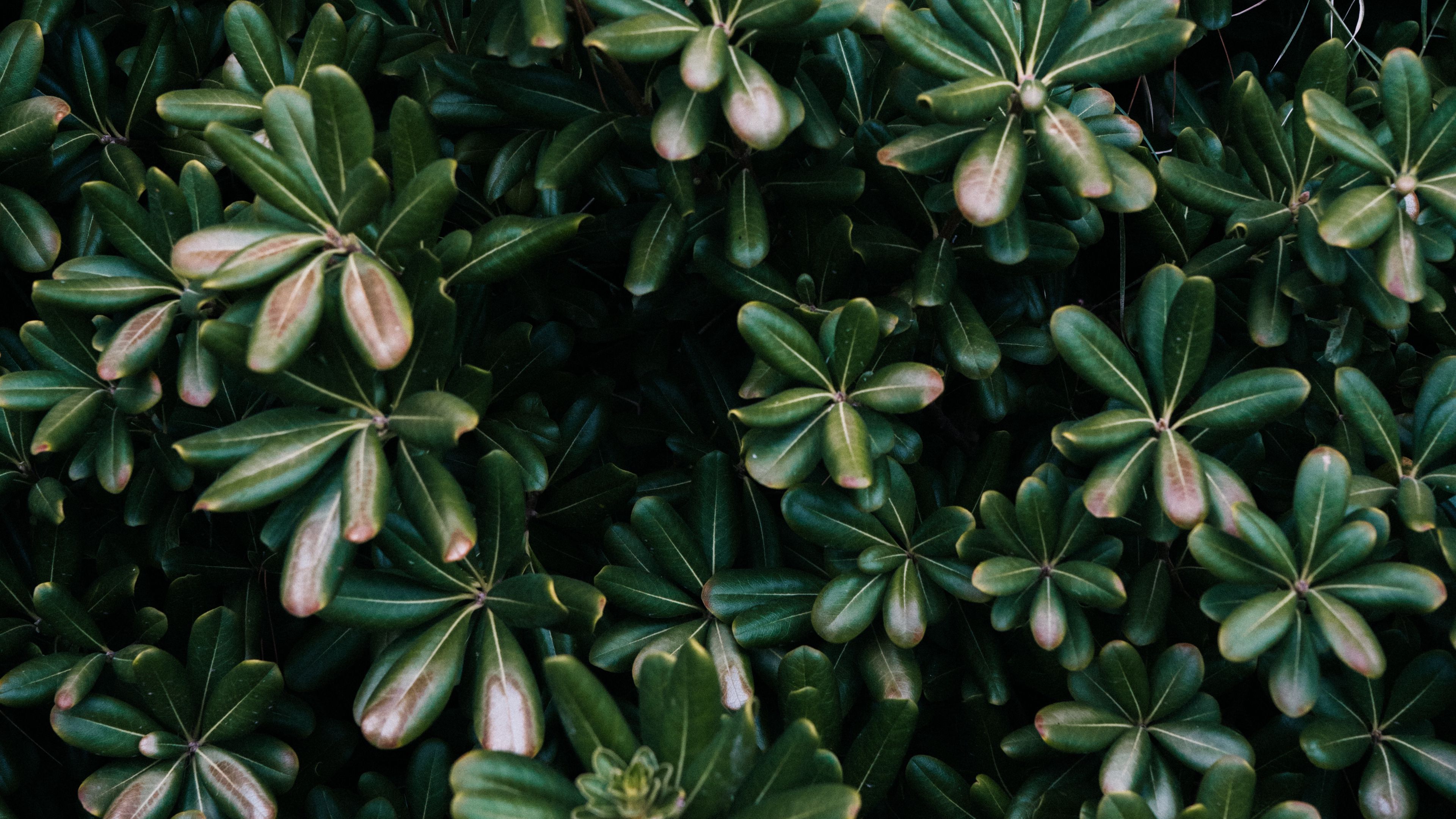 plant, leaves, green, flowers, vegetation, 4k, HD Wallpaper