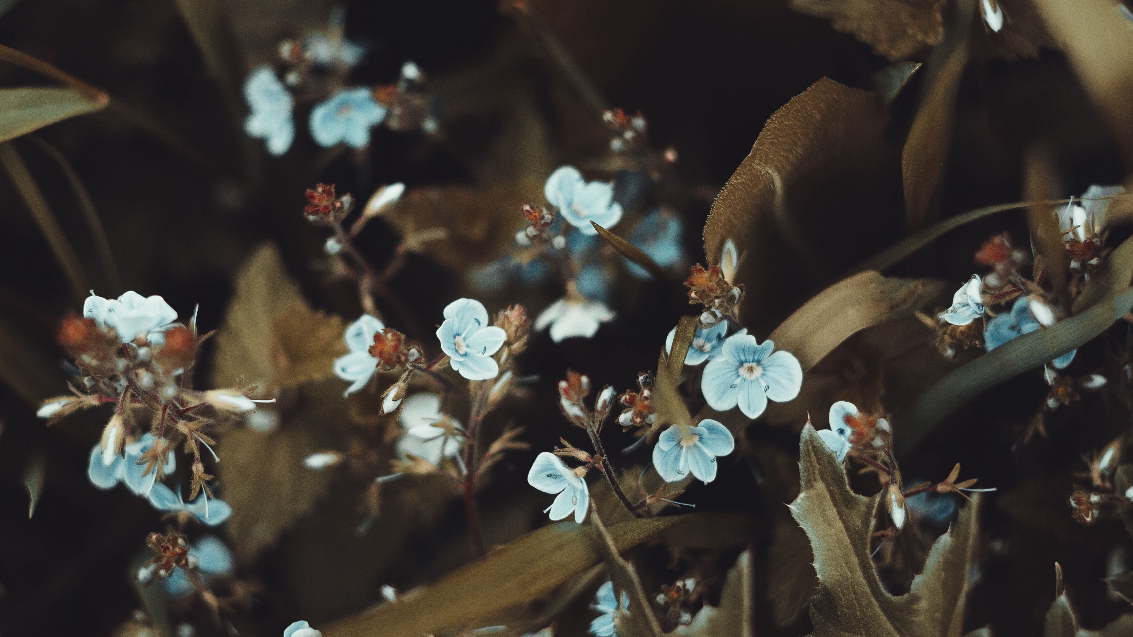 flowers, bloom, leaves, small flowers, 4k, HD Wallpaper