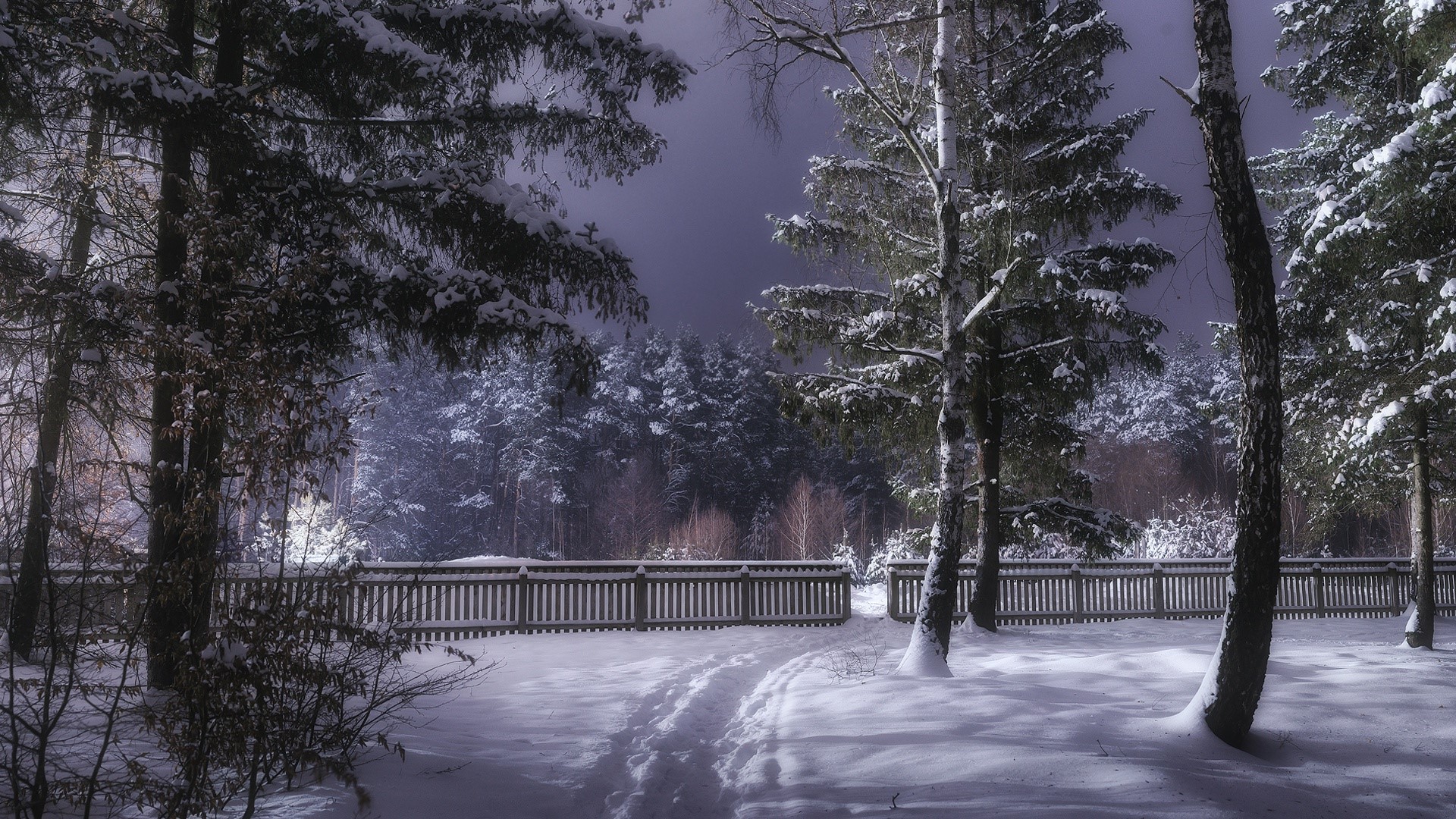 winter, cold, trees, outdoors, snow, HD Wallpaper
