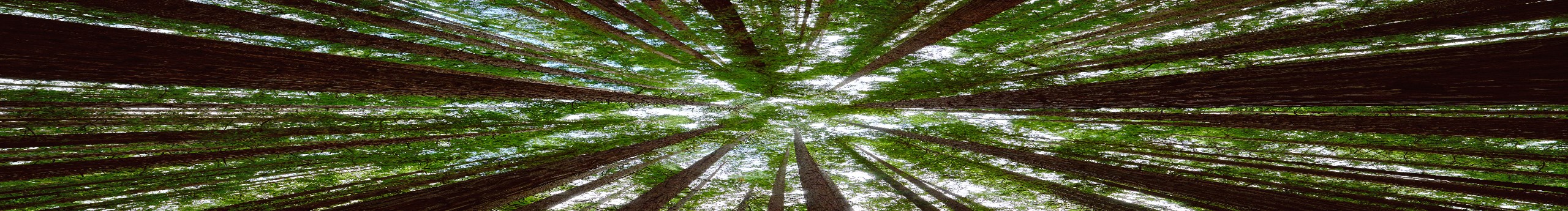 forest, nature, trees, sky, daylight, HD Wallpaper