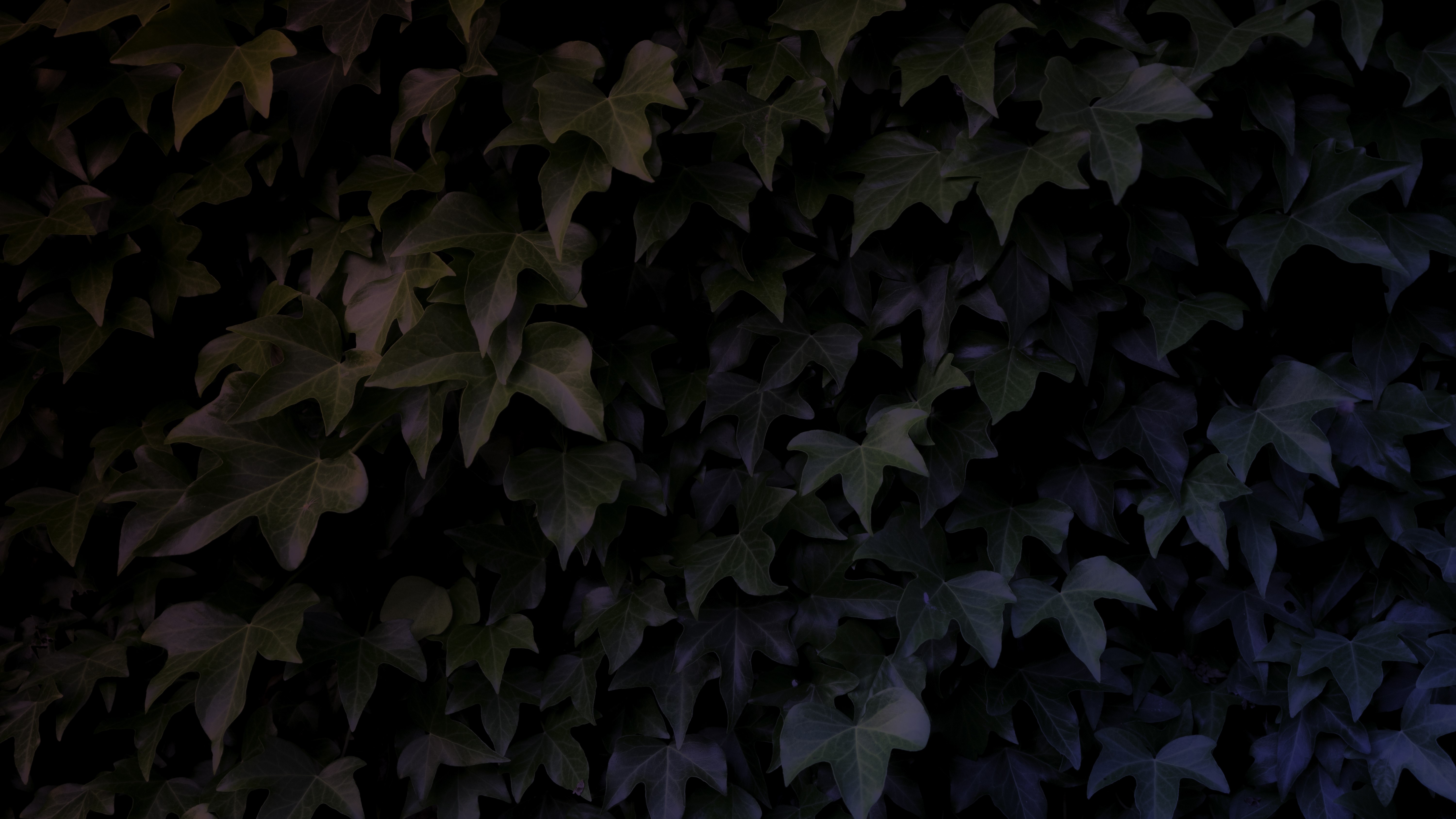 leaves, dark, shadow, gradient, blue, red, black, branch, trees, green, park, HD Wallpaper