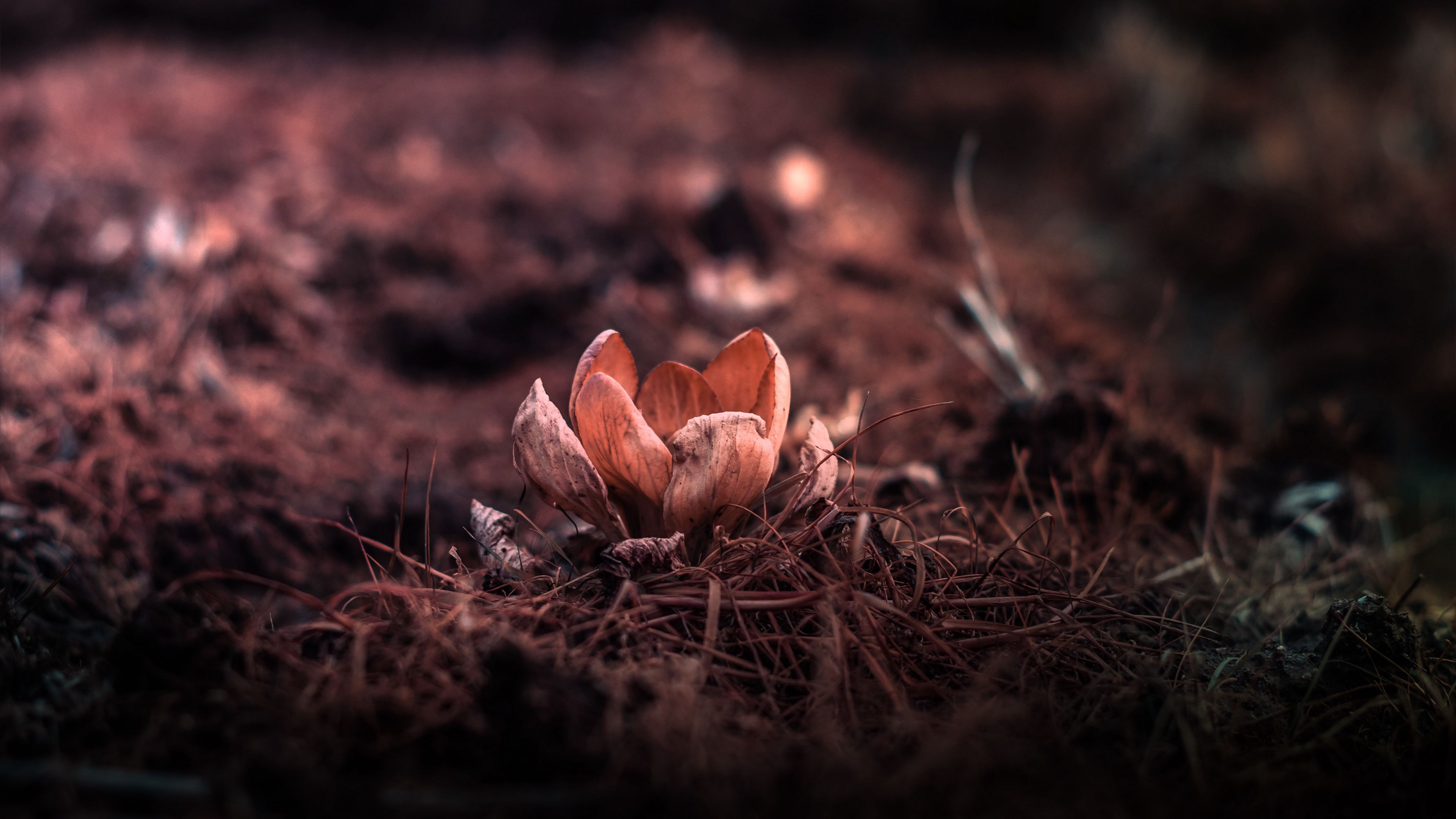 flower, petals, blur, grass, 4k, HD Wallpaper