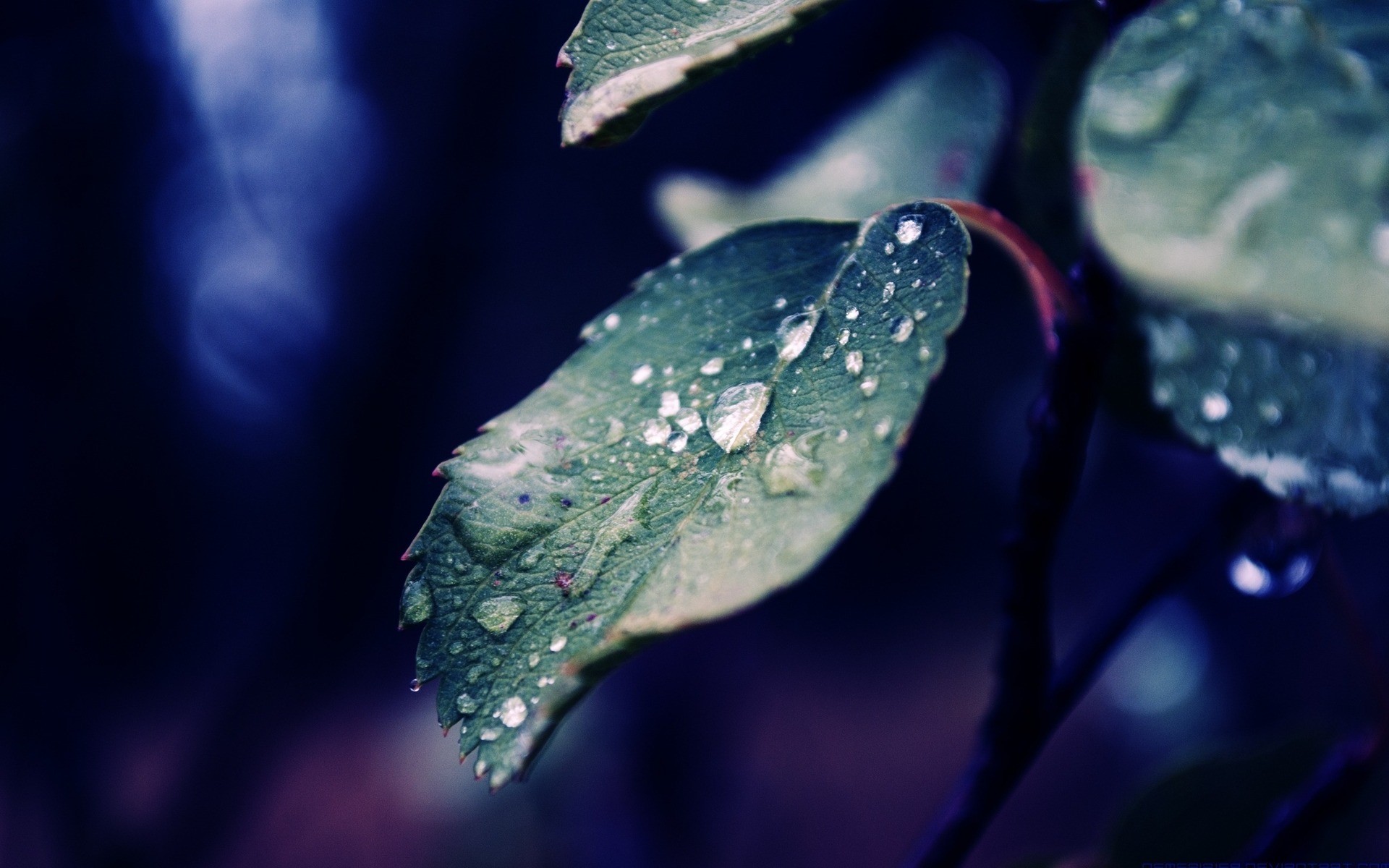 nature, water drops, macro, HD Wallpaper