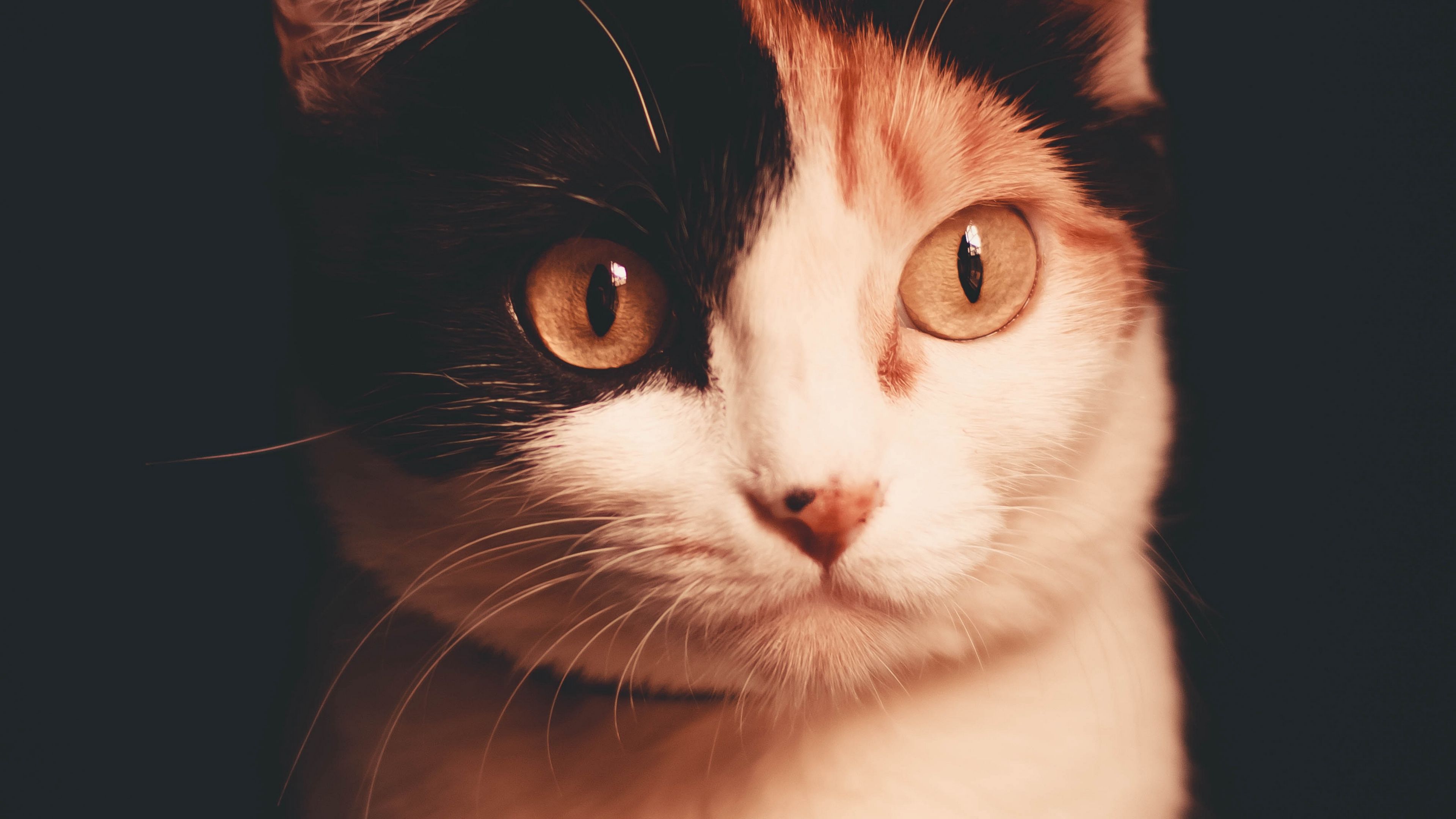 cat, pet, glance, dark, 4k, HD Wallpaper