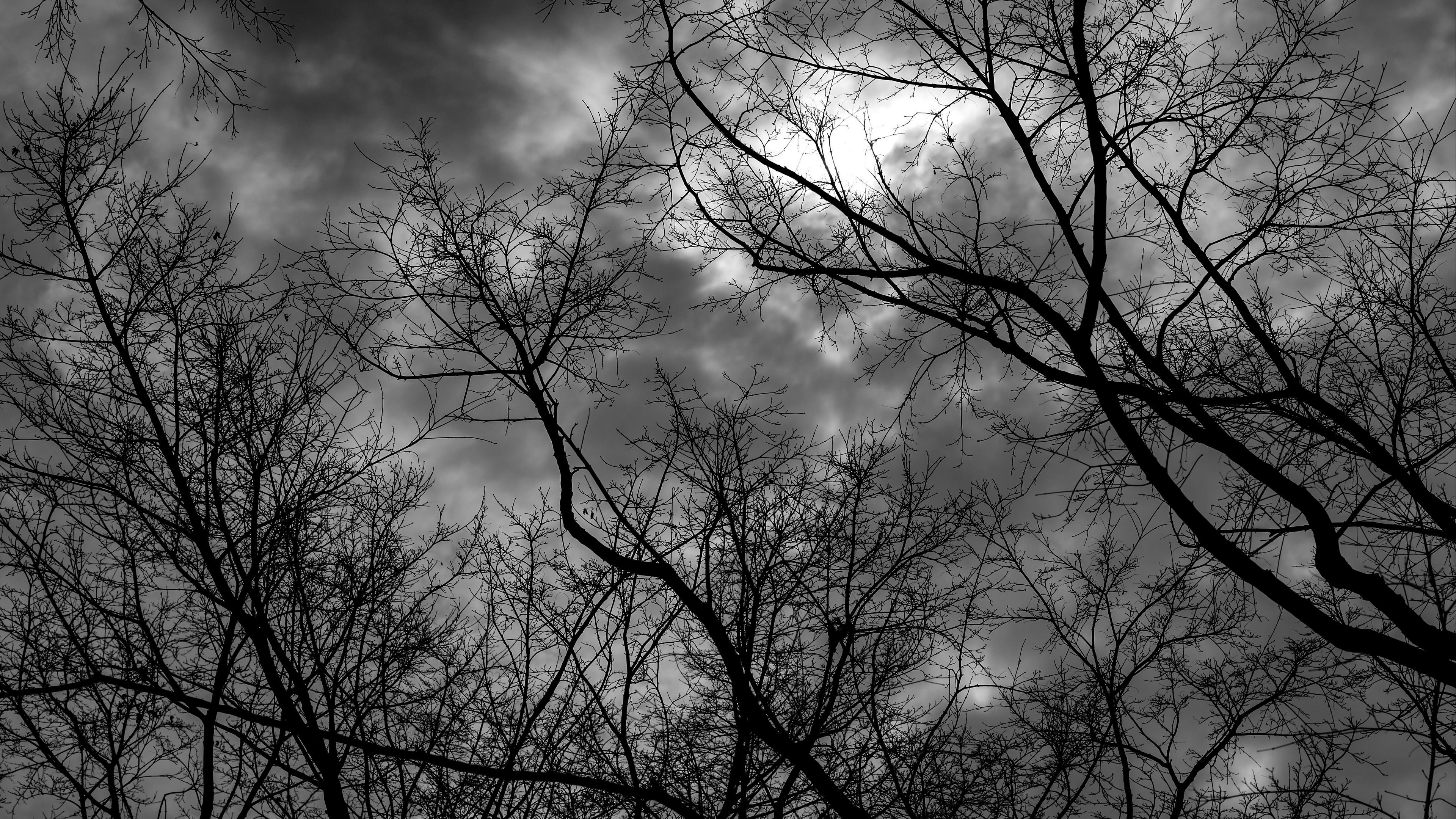 branches, bw, trees, sky, gloomy, clouds, 4k, HD Wallpaper