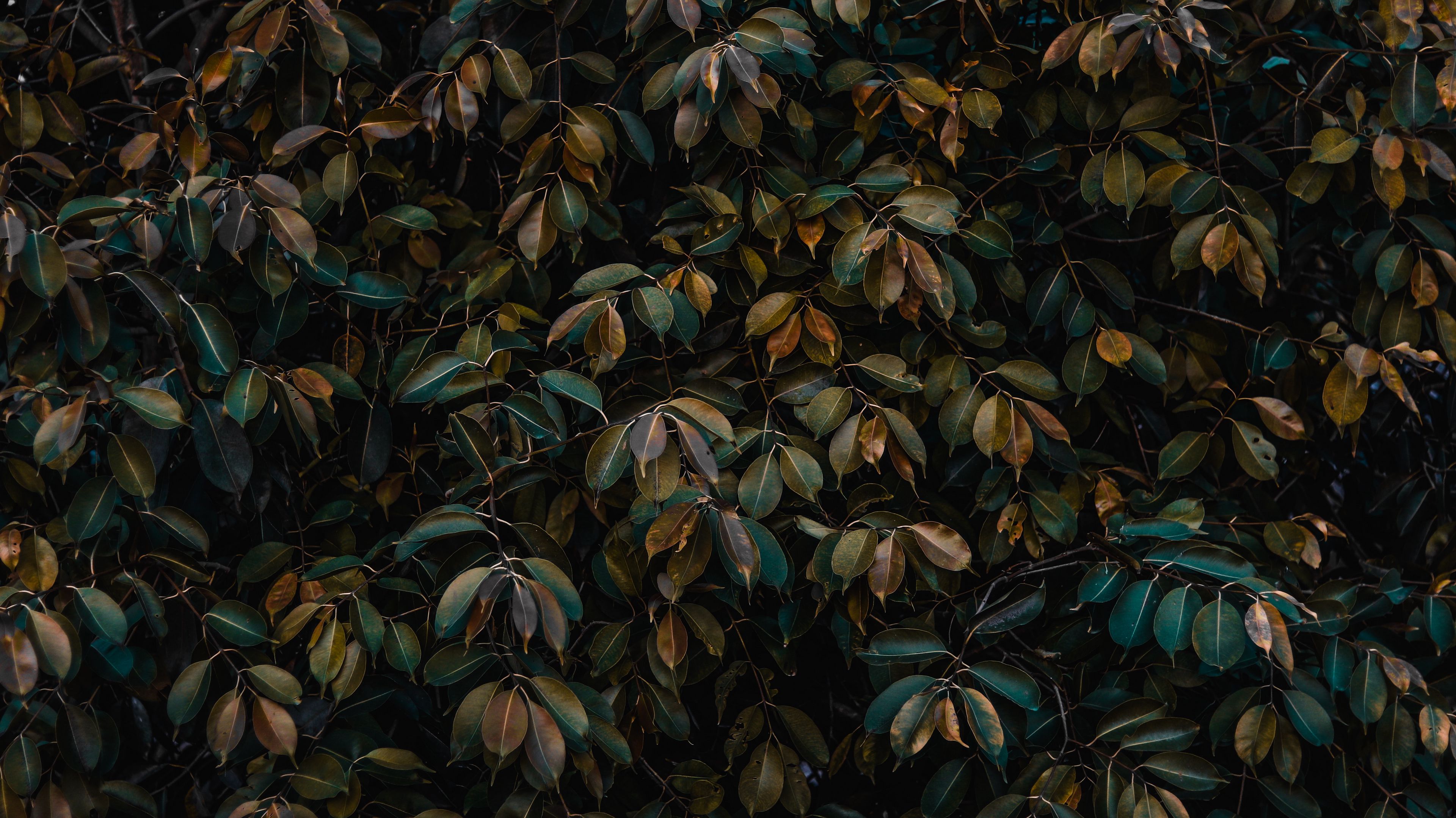 leaves, bushes, plant, vegetation, 4k, HD Wallpaper