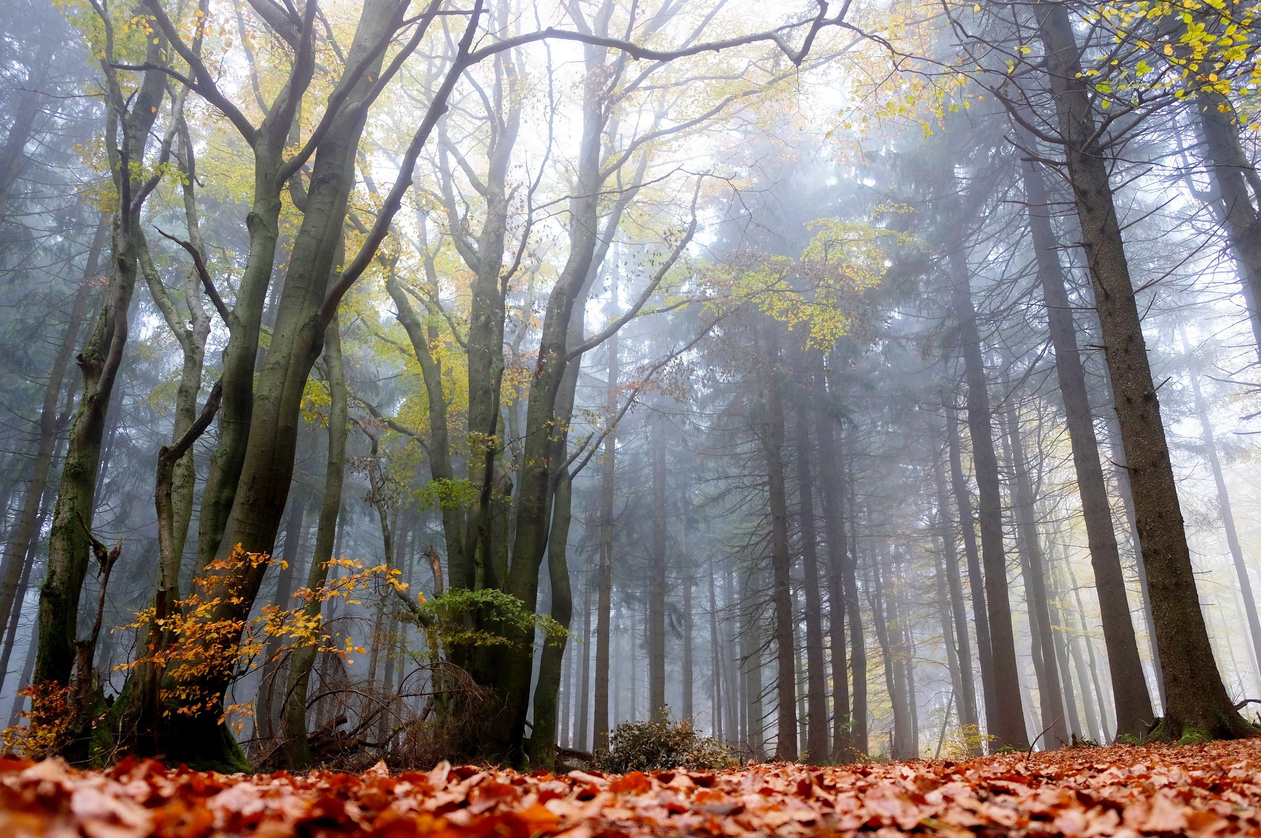 fall, trees, plants, nature, forest, HD Wallpaper