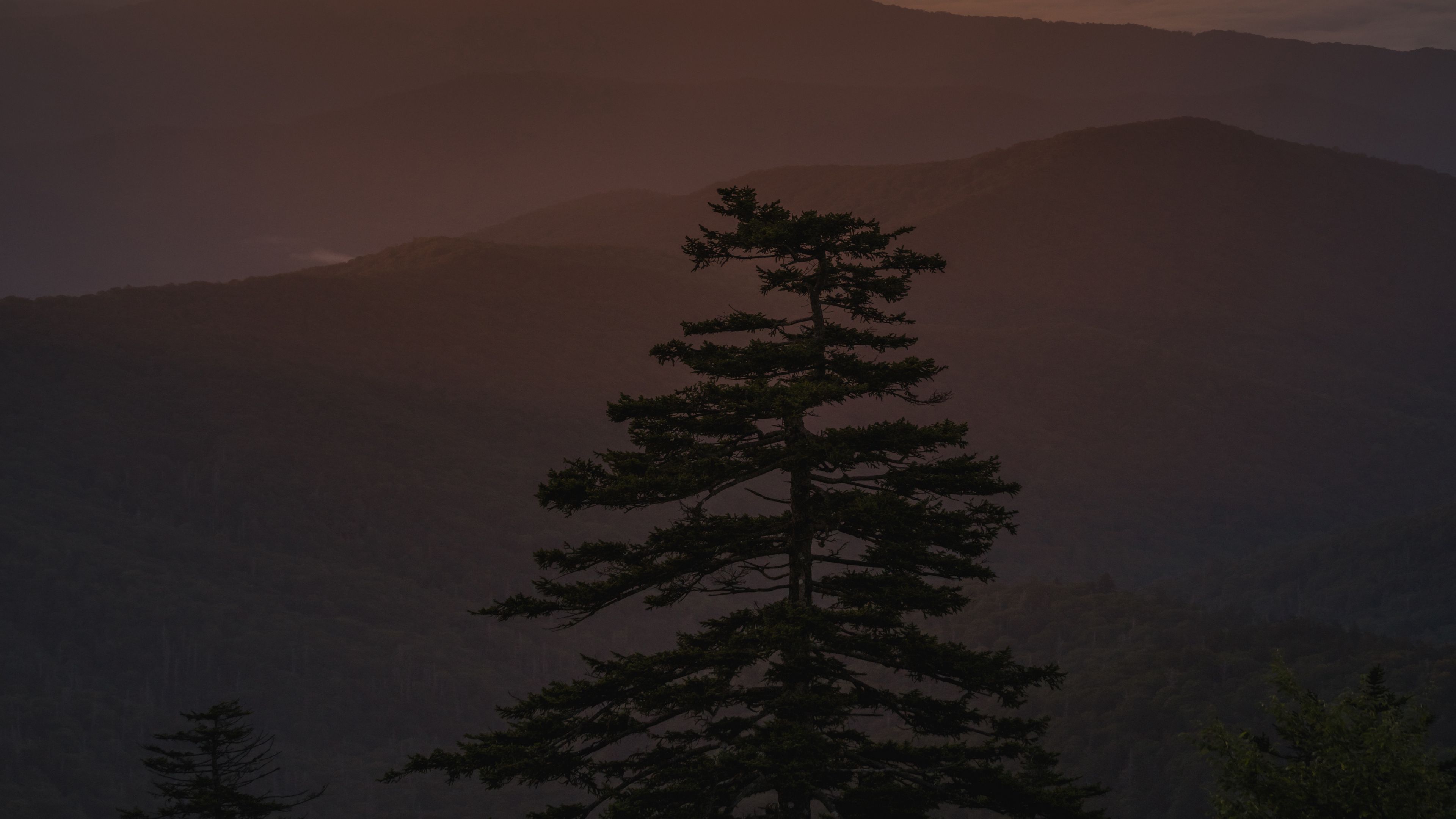 sunset, tree, fog, mountains, clouds, 4k, HD Wallpaper