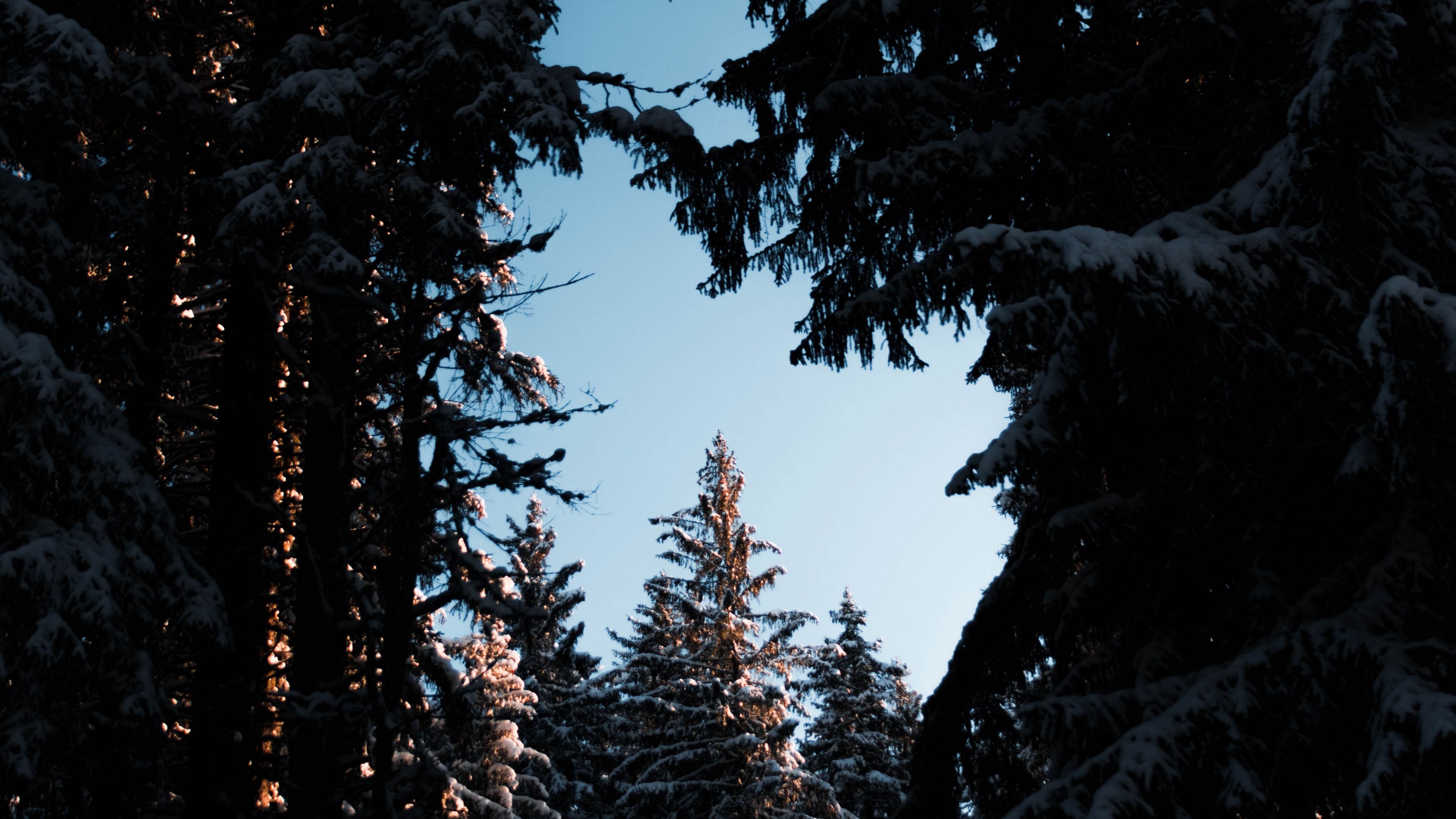 trees, branches, night, sky, snow, snowy, 4k, HD Wallpaper