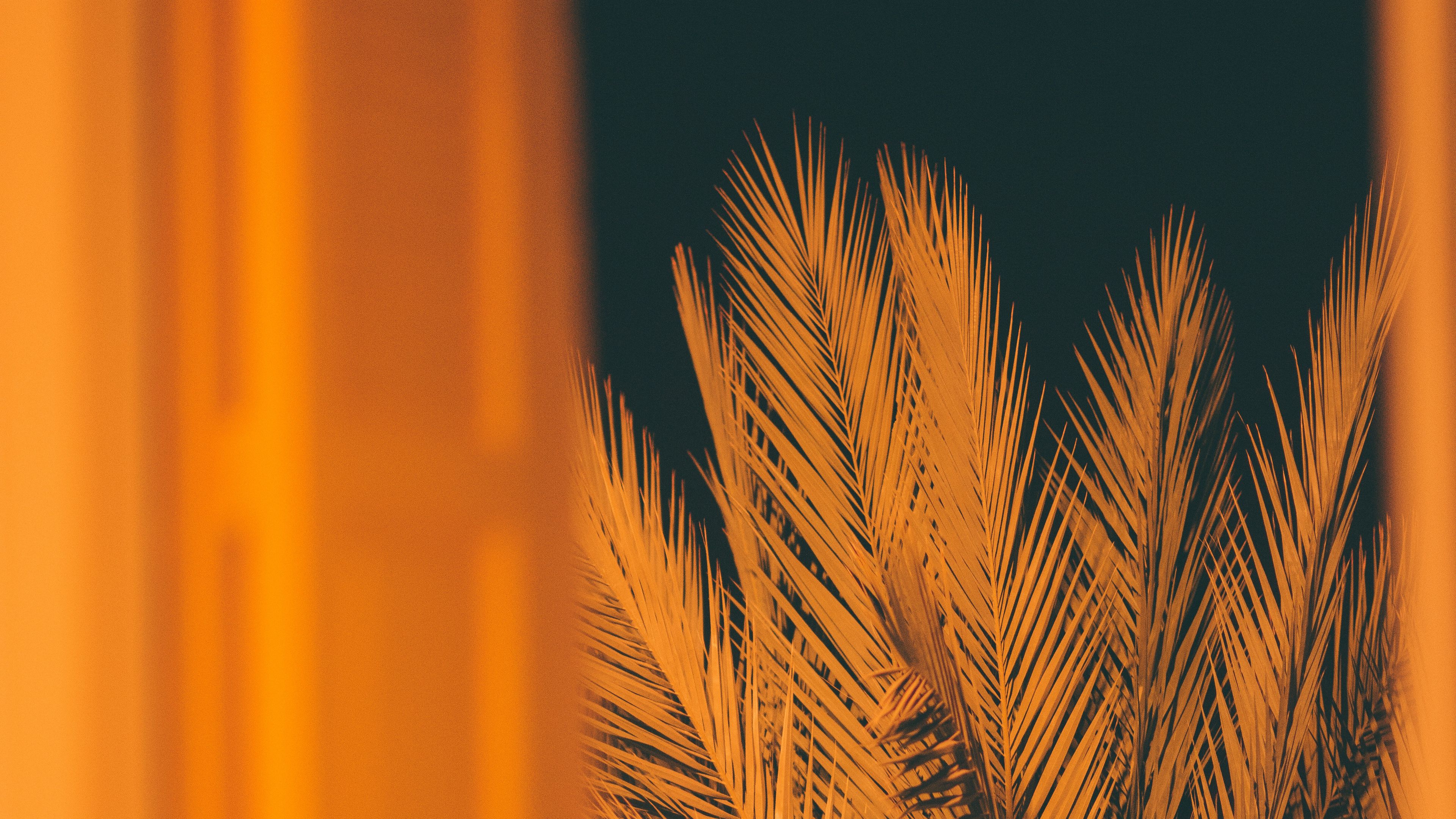 palm, branches, leaves, night, window, 4k, HD Wallpaper