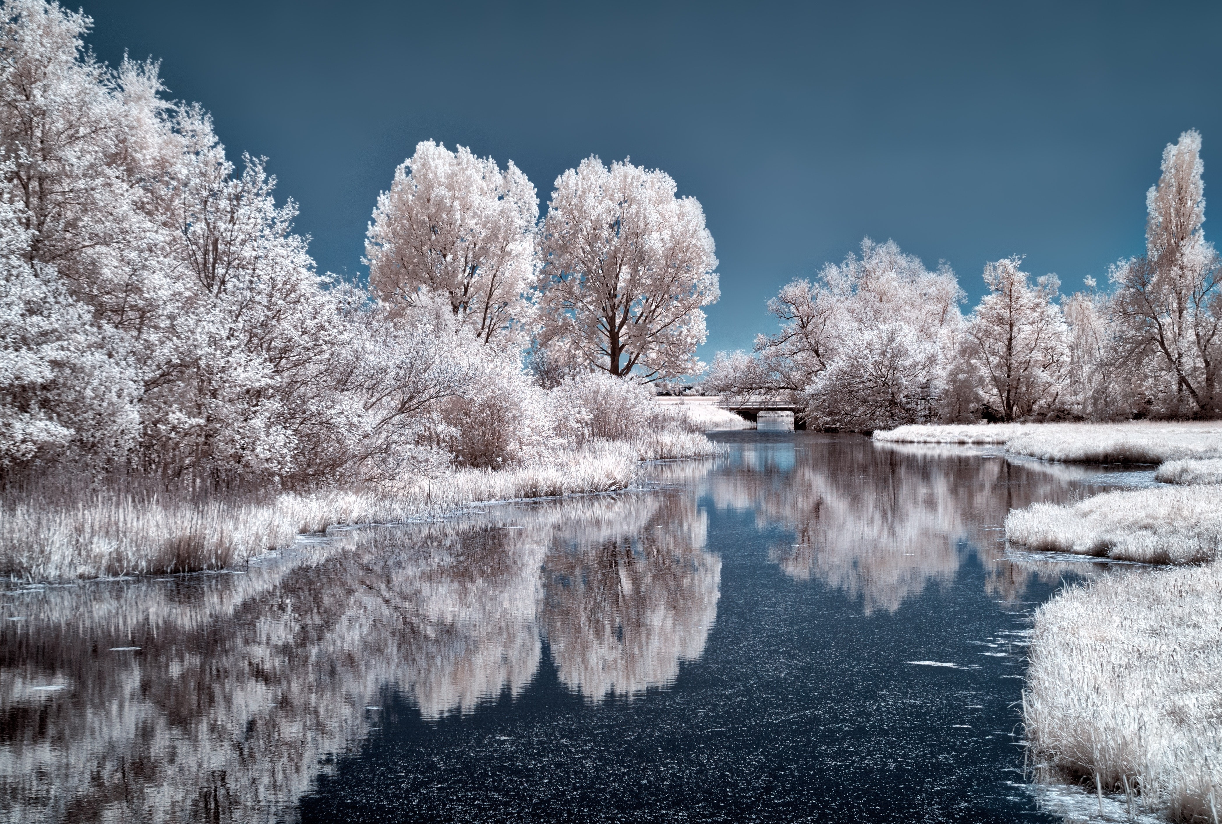 nature, infrared, trees, water, HD Wallpaper