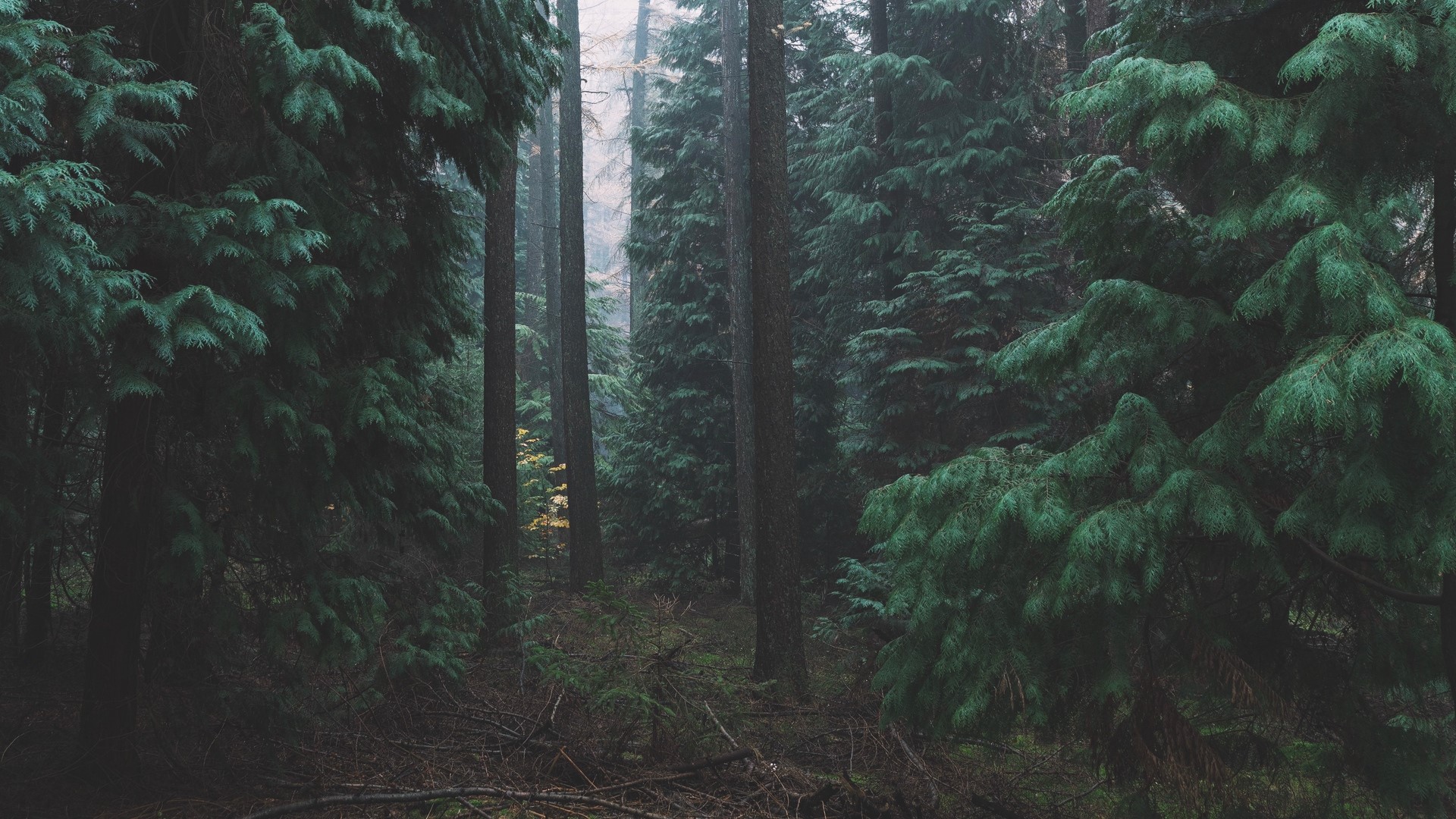 landscape, nature, forest, trees, mist, HD Wallpaper