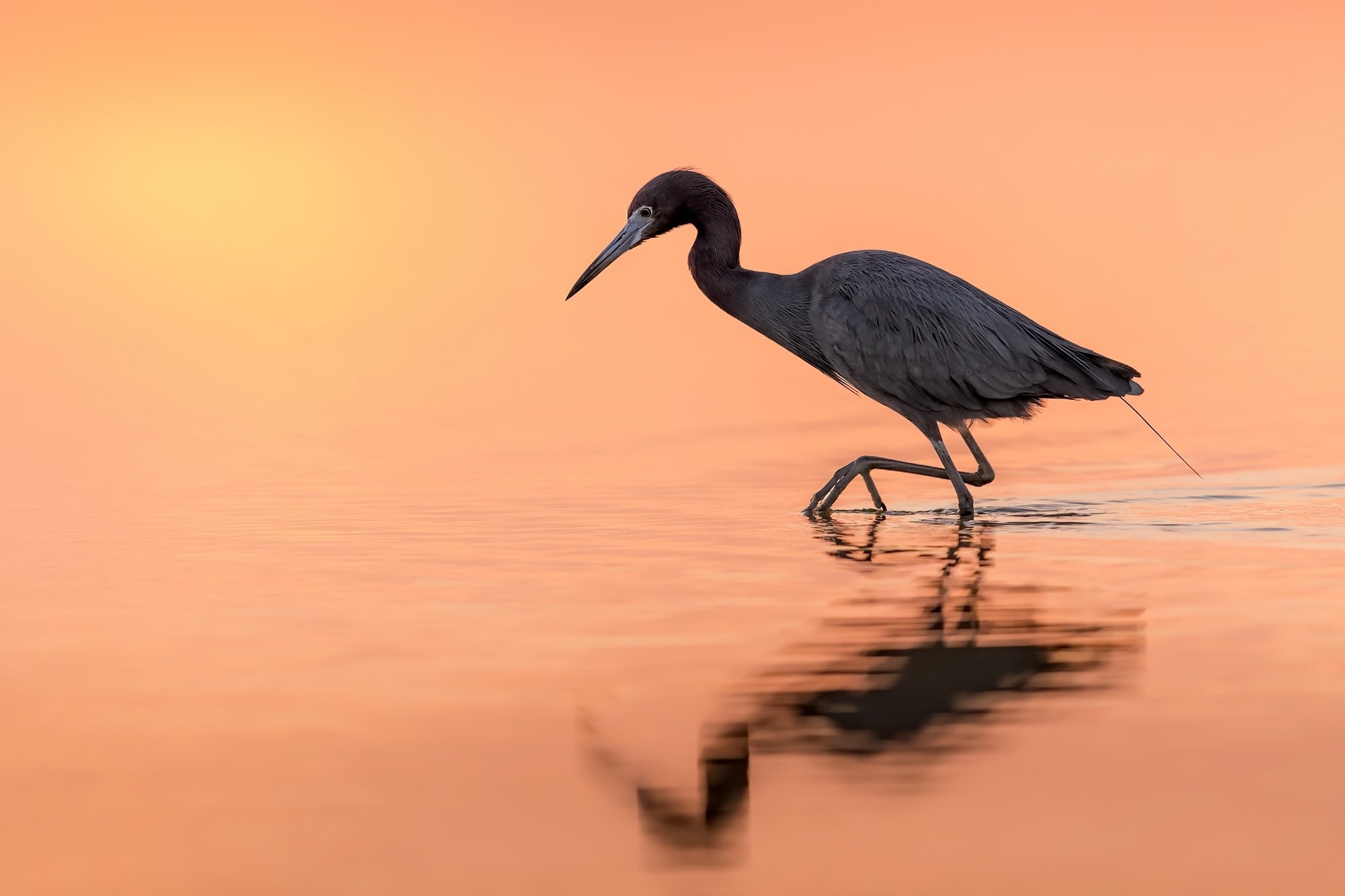 animals, birds, water, nature, HD Wallpaper