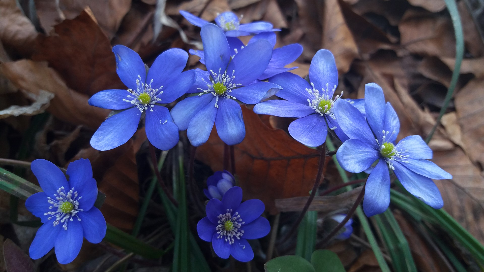 nature, plants, flowers, blue flowers, bokeh, macro, HD Wallpaper